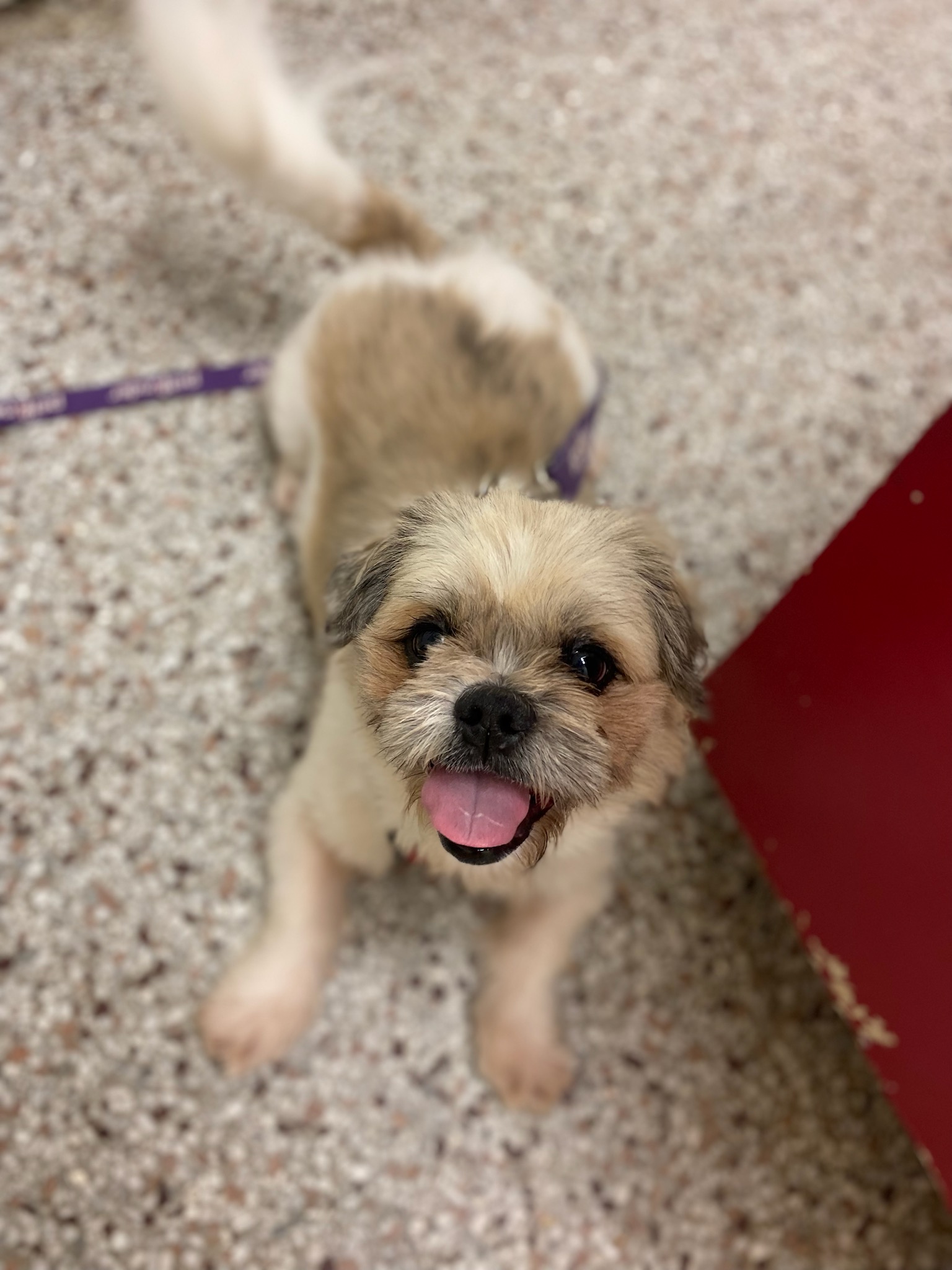 Yeshi, a Adoptable Shih Tzu in Burgaw, NC image 2/3