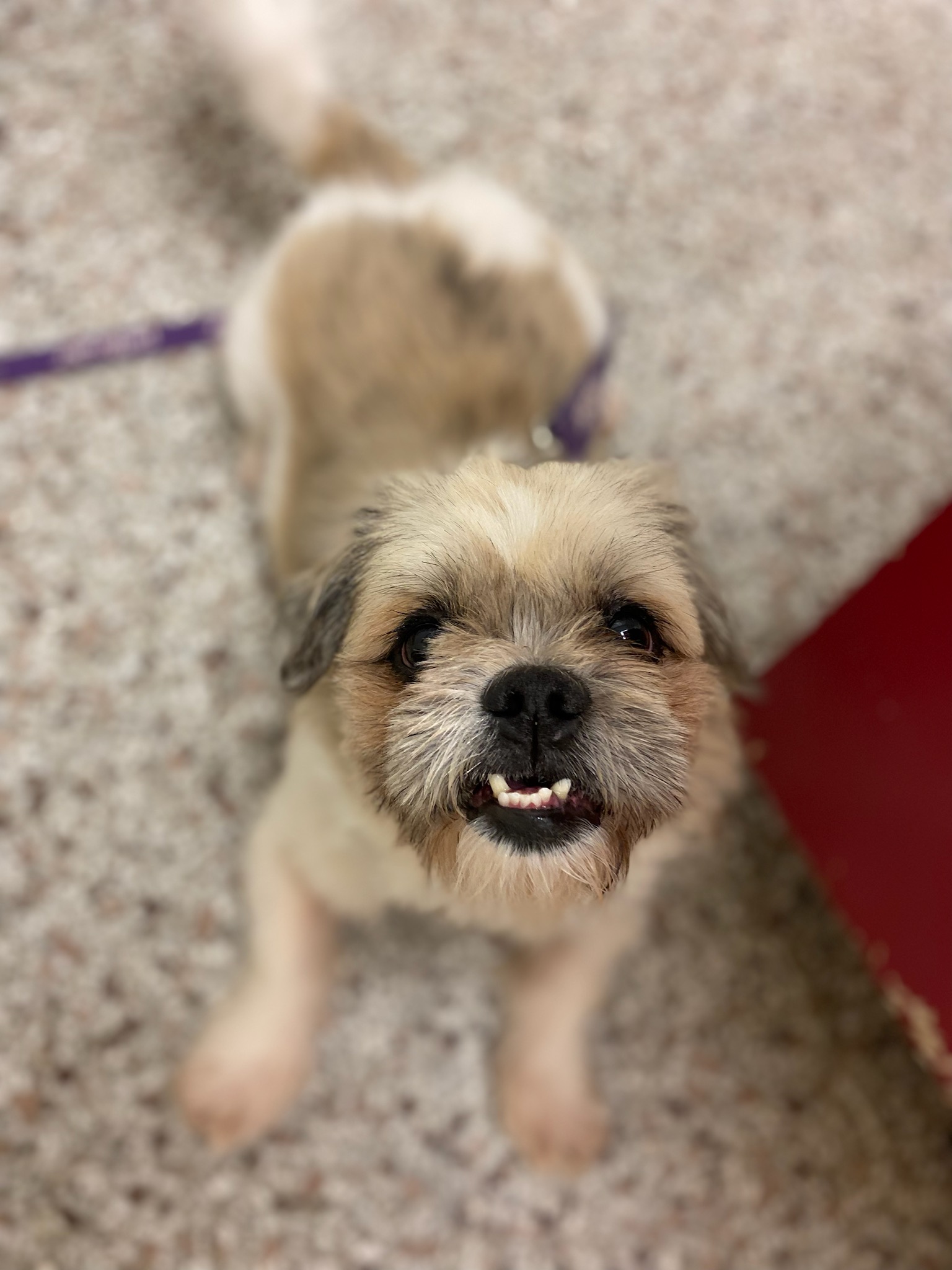 Yeshi, a Adoptable Shih Tzu in Burgaw, NC image 3/3