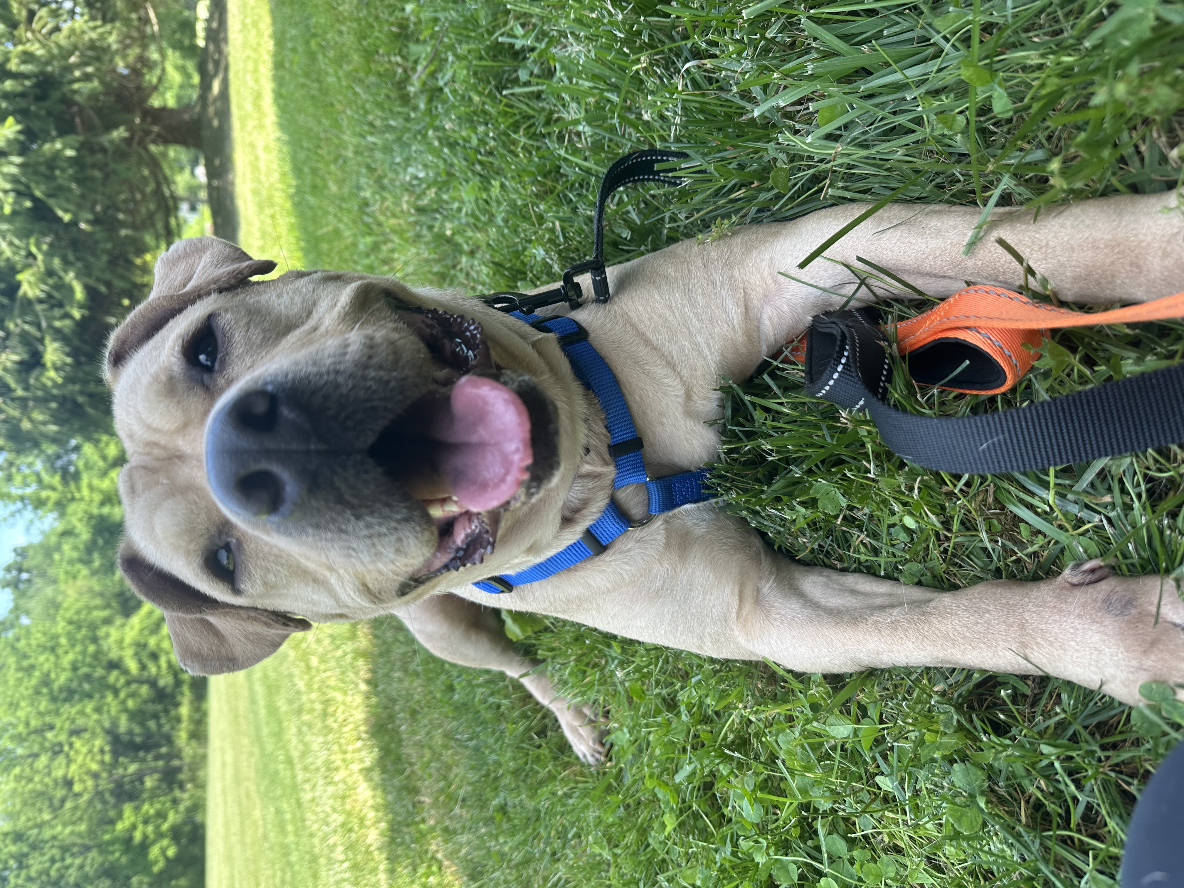 Ricki, Adult Female Pit Bull Terrier