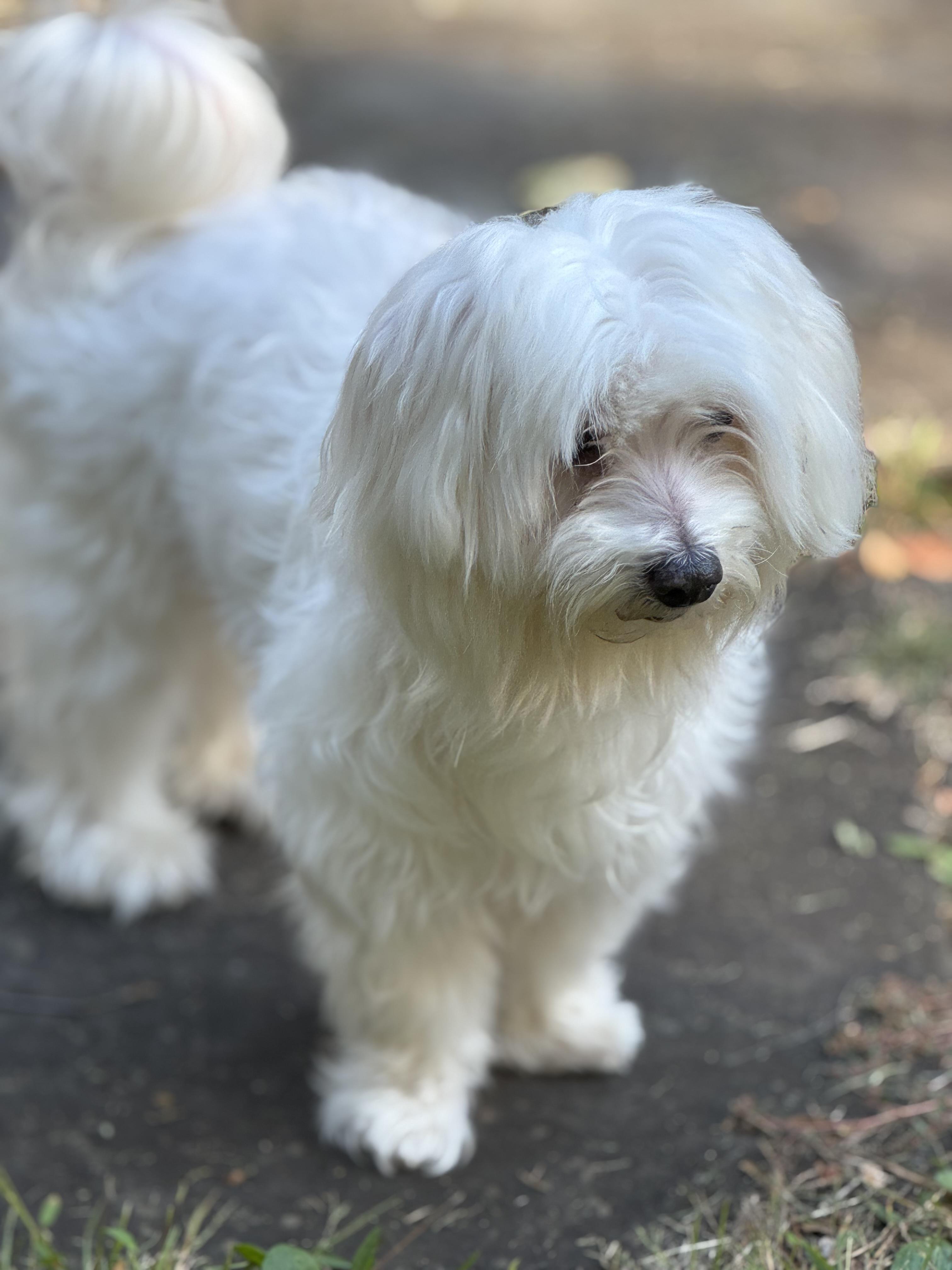 Enlarge Jack Skeleton, a Adopted Maltese in Woodbury, CT image 1/3