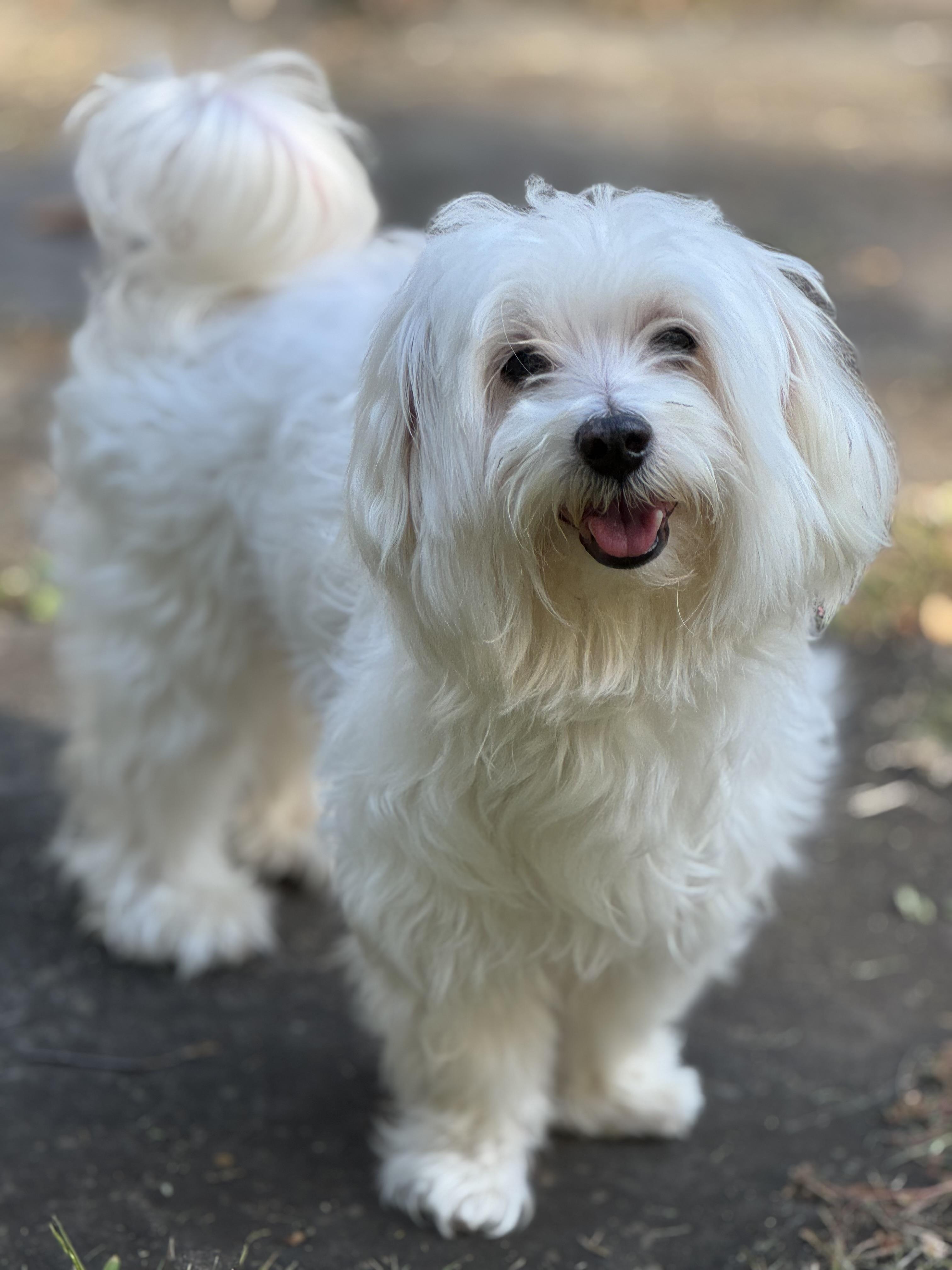 Enlarge Jack Skeleton, a Adopted Maltese in Woodbury, CT image 2/3