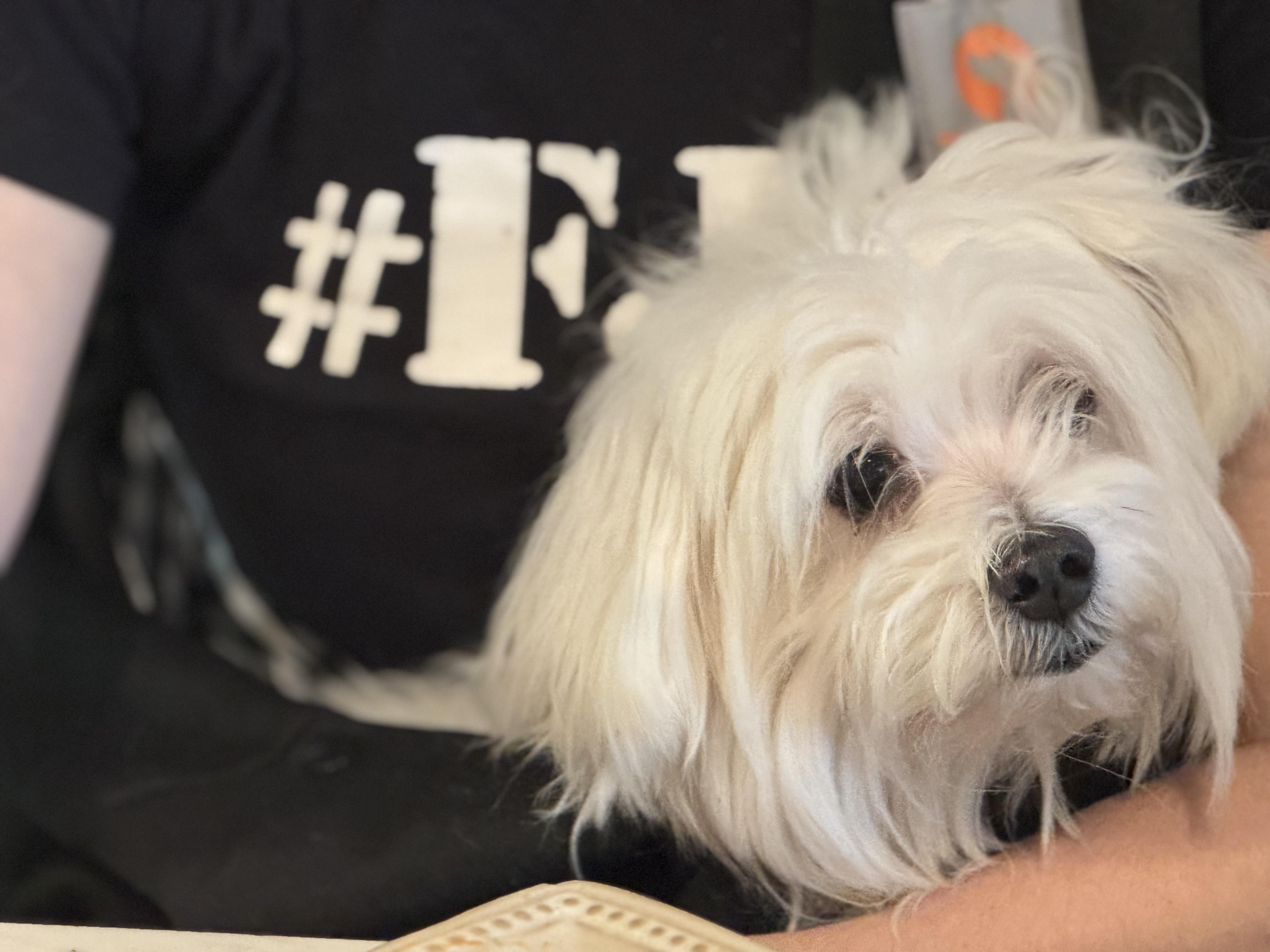 Enlarge Jack Skeleton, a Adopted Maltese in Woodbury, CT image 3/3