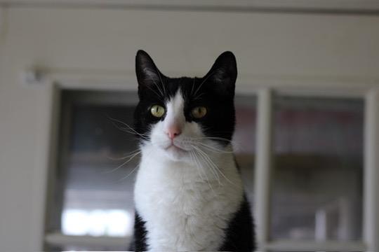 Waverly, a Adoptable mixed breed in Liverpool, NY image 2/2