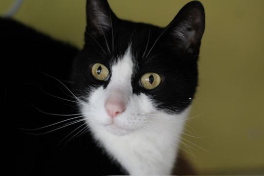 Waverly, Adoptable, Adult Male Domestic Short Hair.