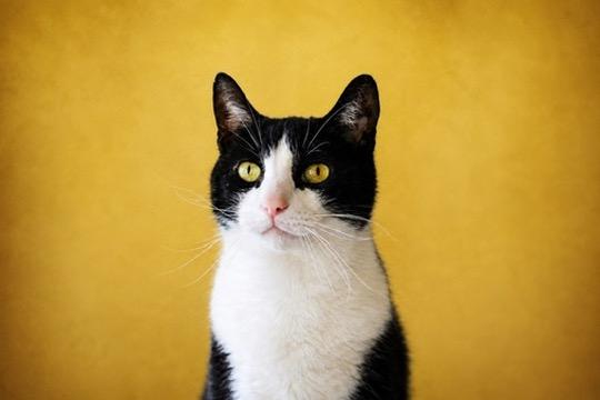Enlarge Waverly, a Adoptable mixed breed in Liverpool, NY image 2/3