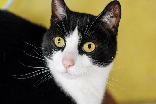 Waverly, Adoptable, Adult Male Domestic Short Hair.