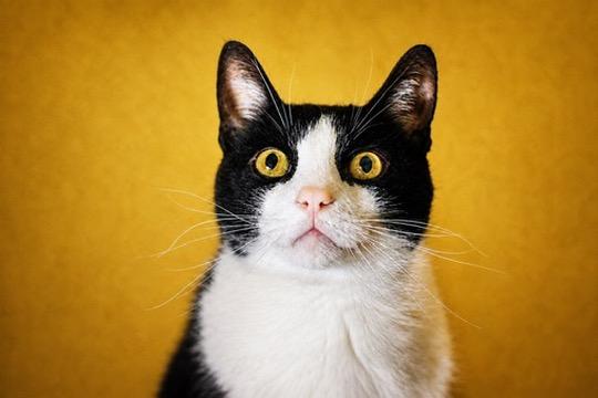 Enlarge Waverly, a Adoptable mixed breed in Liverpool, NY image 3/3