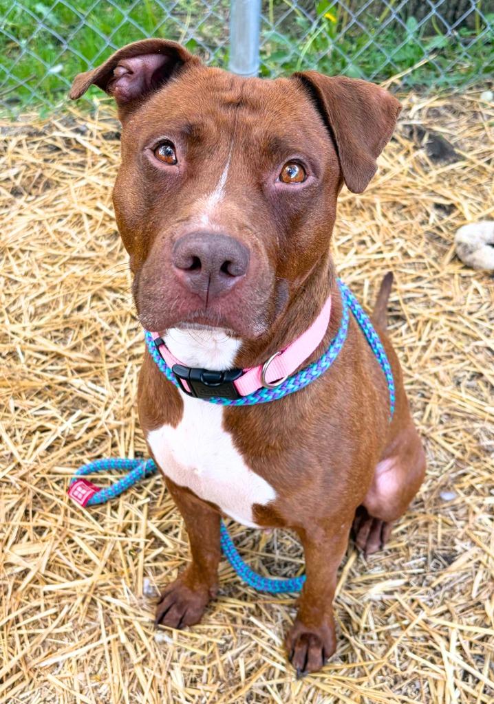 Luna, Adoptable, Young Female Mixed Breed.