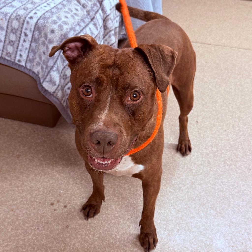 Luna, a Adoptable Mixed Breed in Utica, MI image 2/2