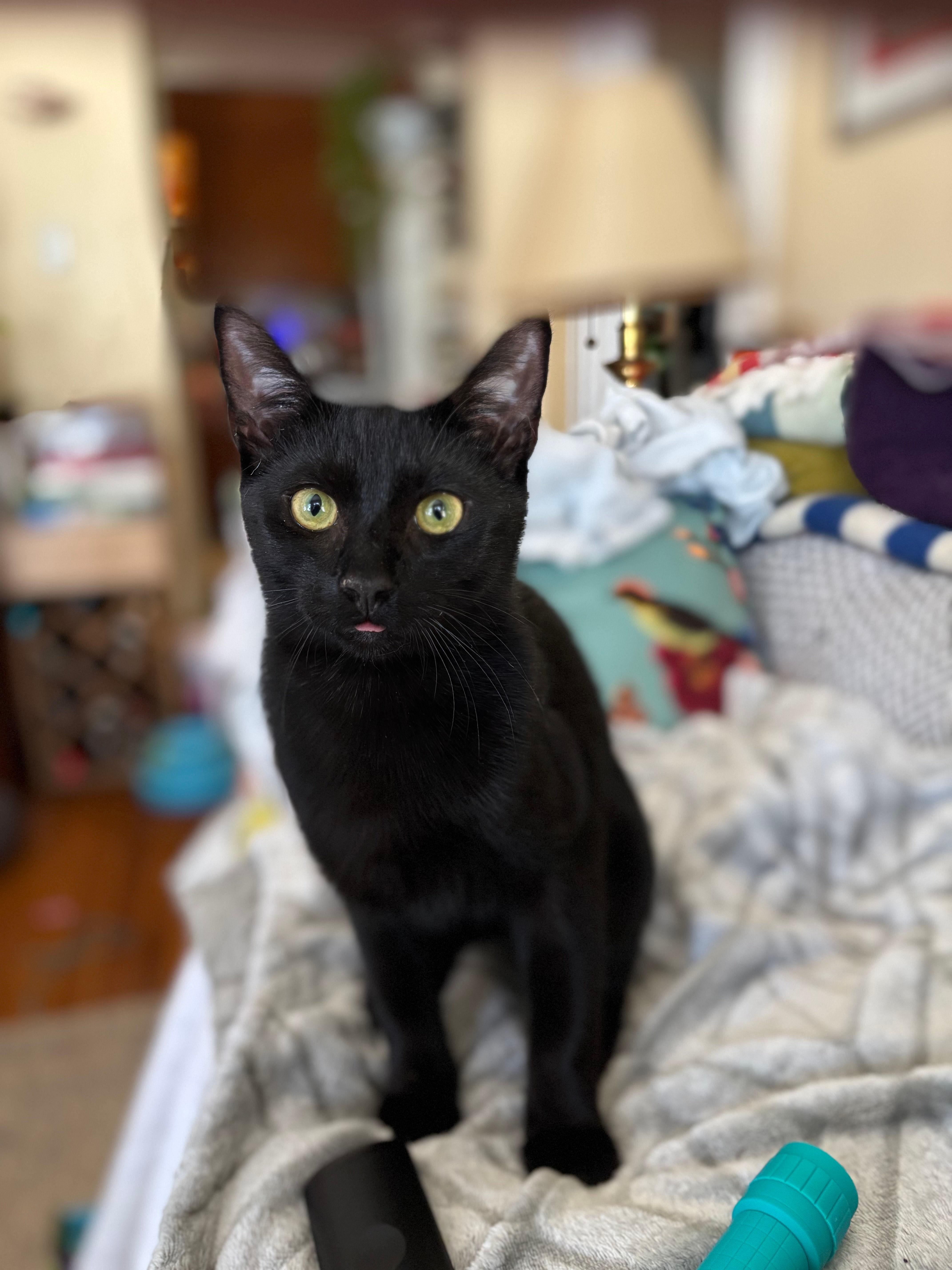 Geoffrey, a ADOPTABLE Domestic Short Hair in Melrose, MA image 1/6