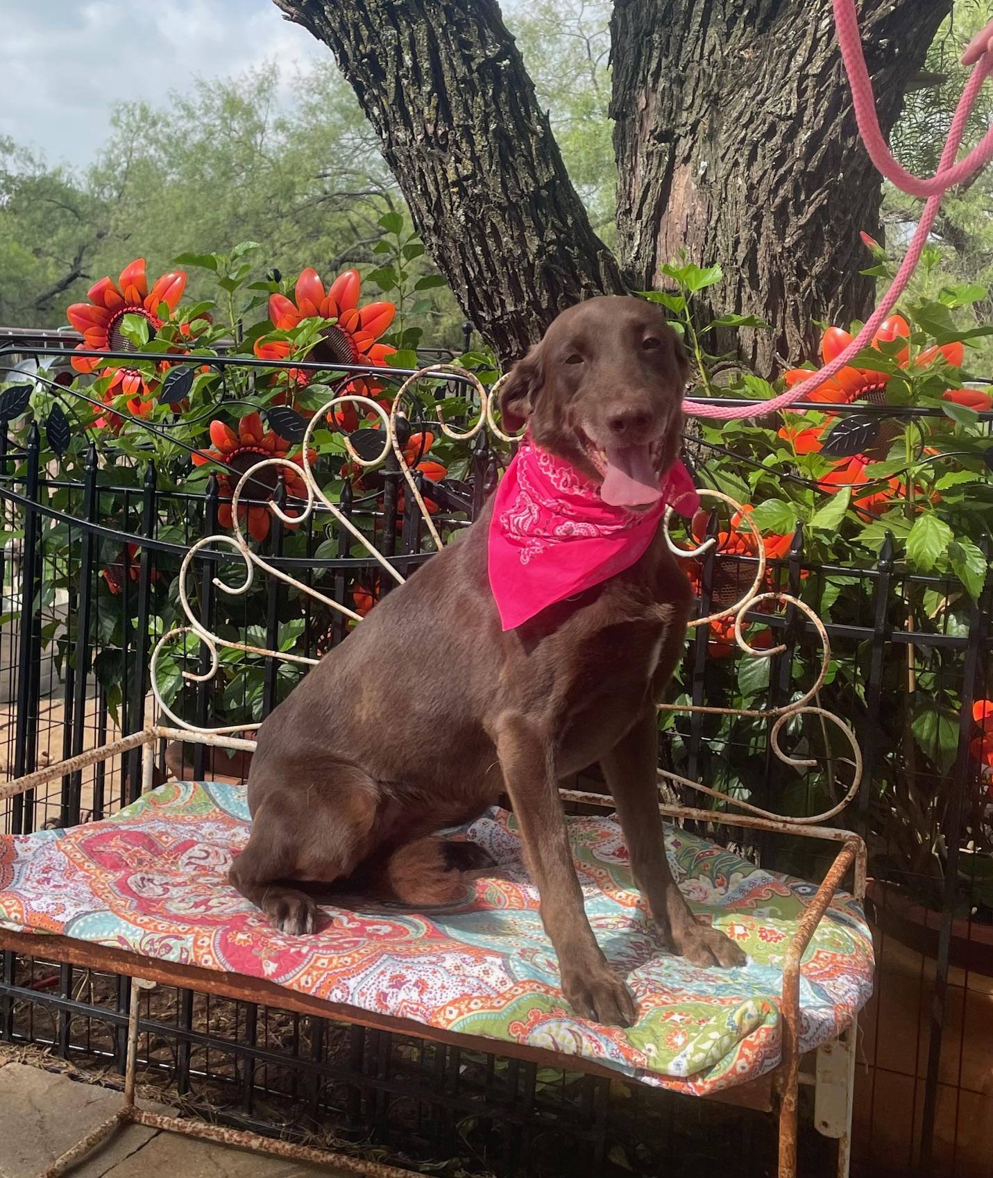 Enlarge Harper, a Adoptable Chocolate Labrador Retriever in Dallas, TX image 4/5