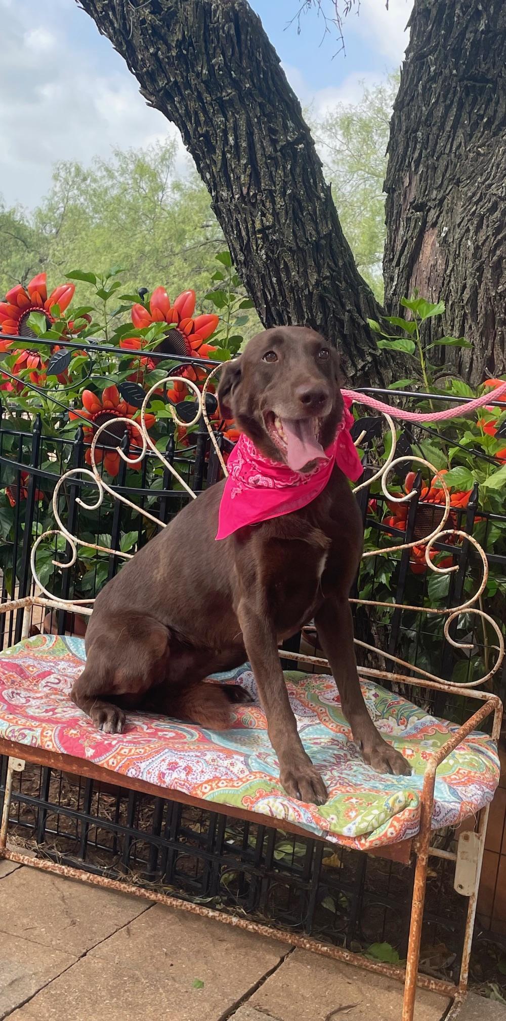 Enlarge Harper, a Adoptable Chocolate Labrador Retriever in Dallas, TX image 5/5