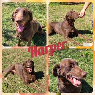 Enlarge Harper, a Adoptable Chocolate Labrador Retriever in Dallas, TX image 1/5
