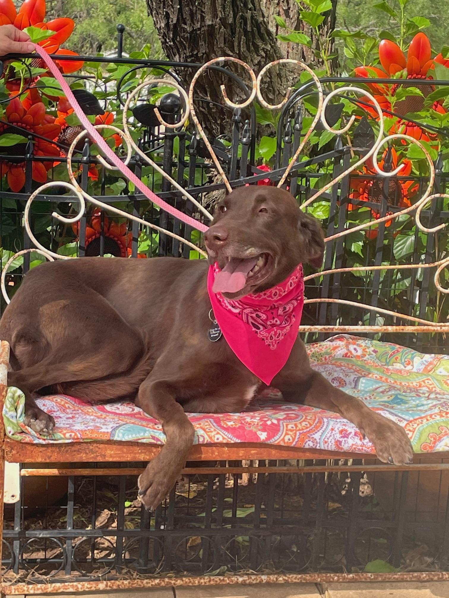 Enlarge Harper, a Adoptable Chocolate Labrador Retriever in Dallas, TX image 3/5