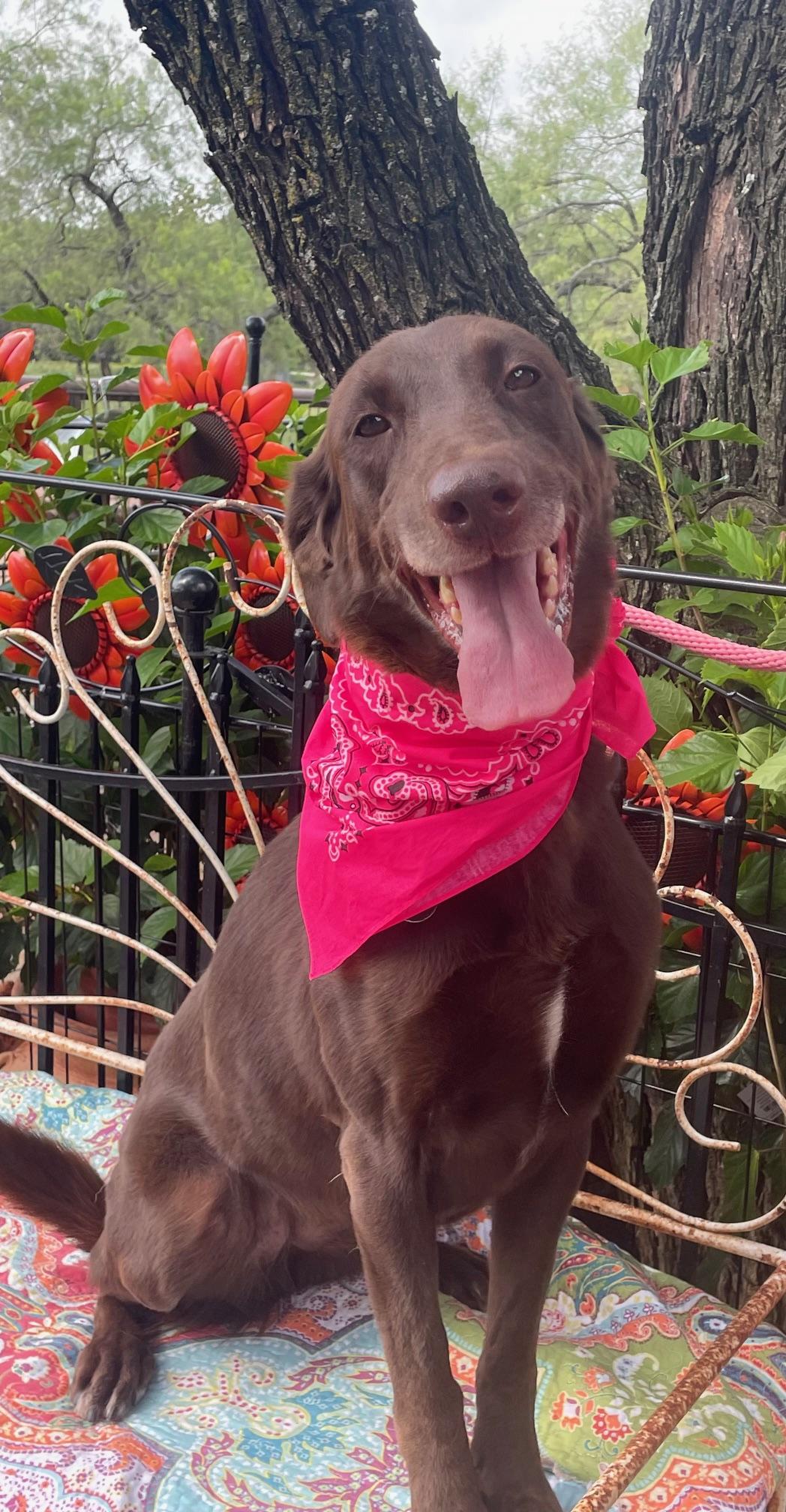 Enlarge Harper, a Adoptable Chocolate Labrador Retriever in Dallas, TX image 2/5