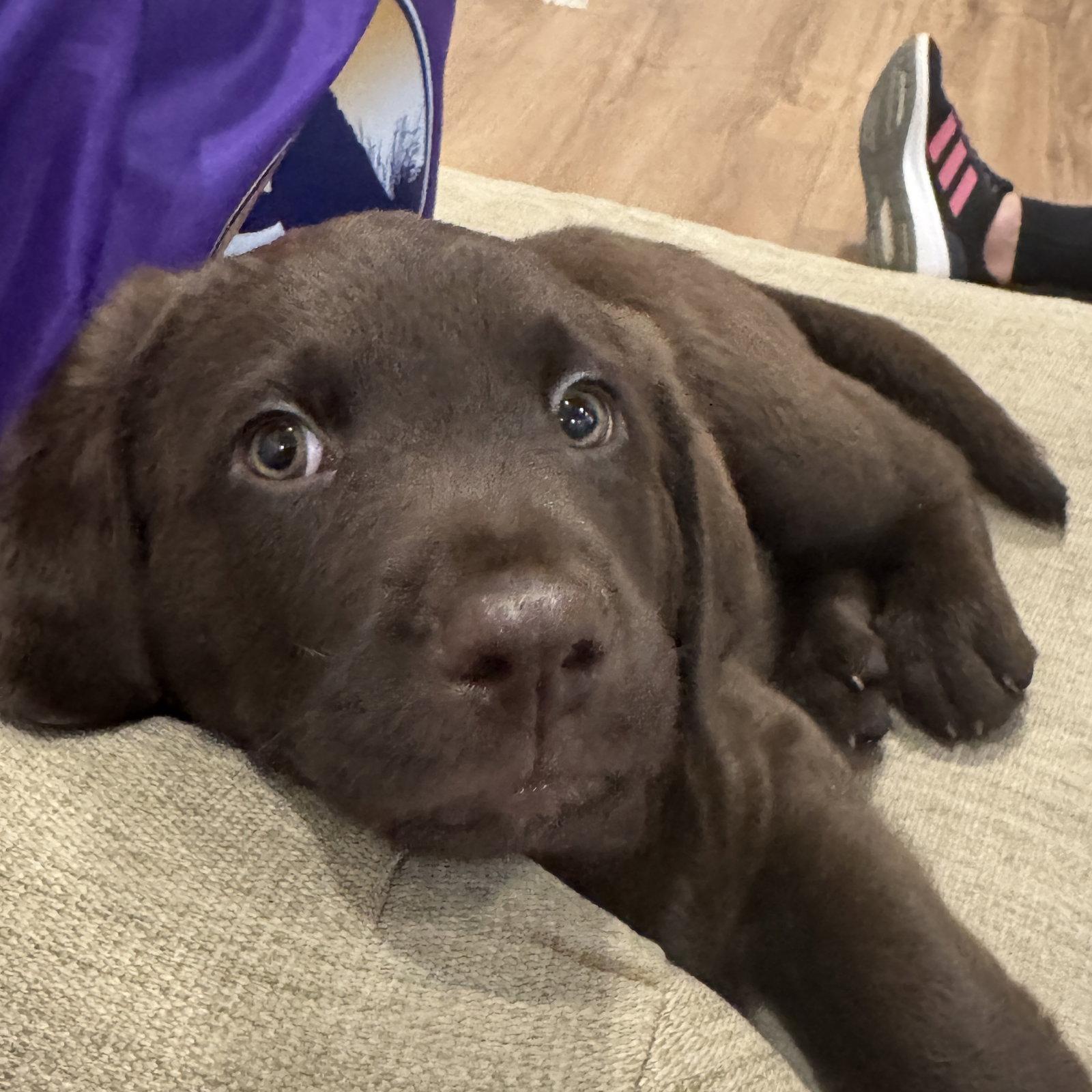 Sol, a Adopted Labrador Retriever in Fort Worth, TX image 1/2