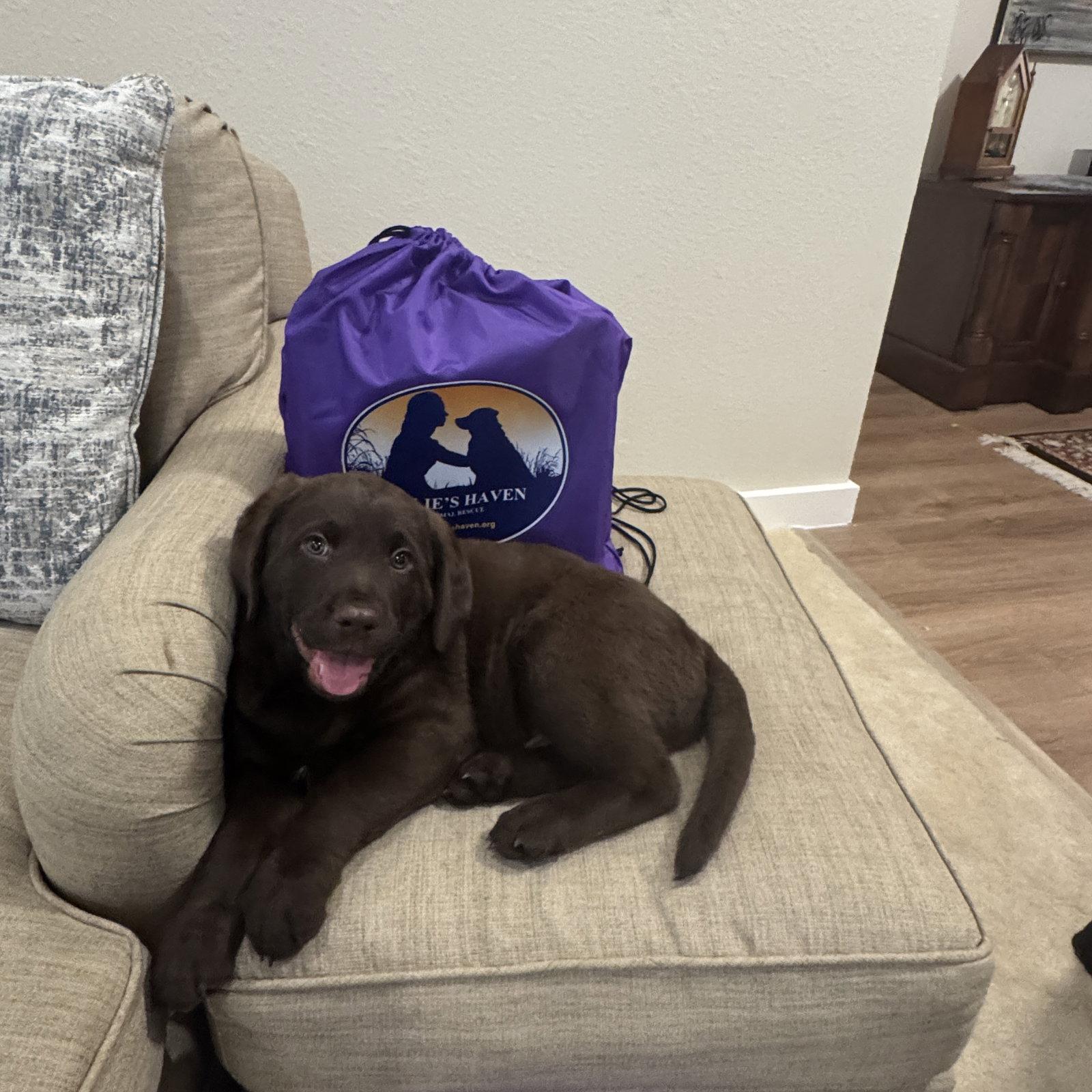 Sol, a Adopted Labrador Retriever in Fort Worth, TX image 2/2