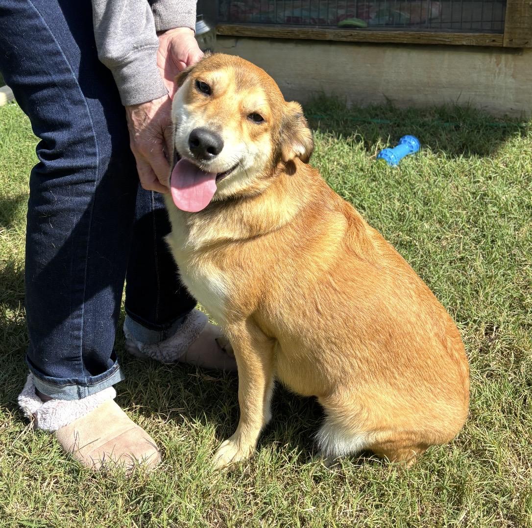 Enlarge Maple, a ADOPTABLE Mixed Breed in Pelham, NH image 6/6