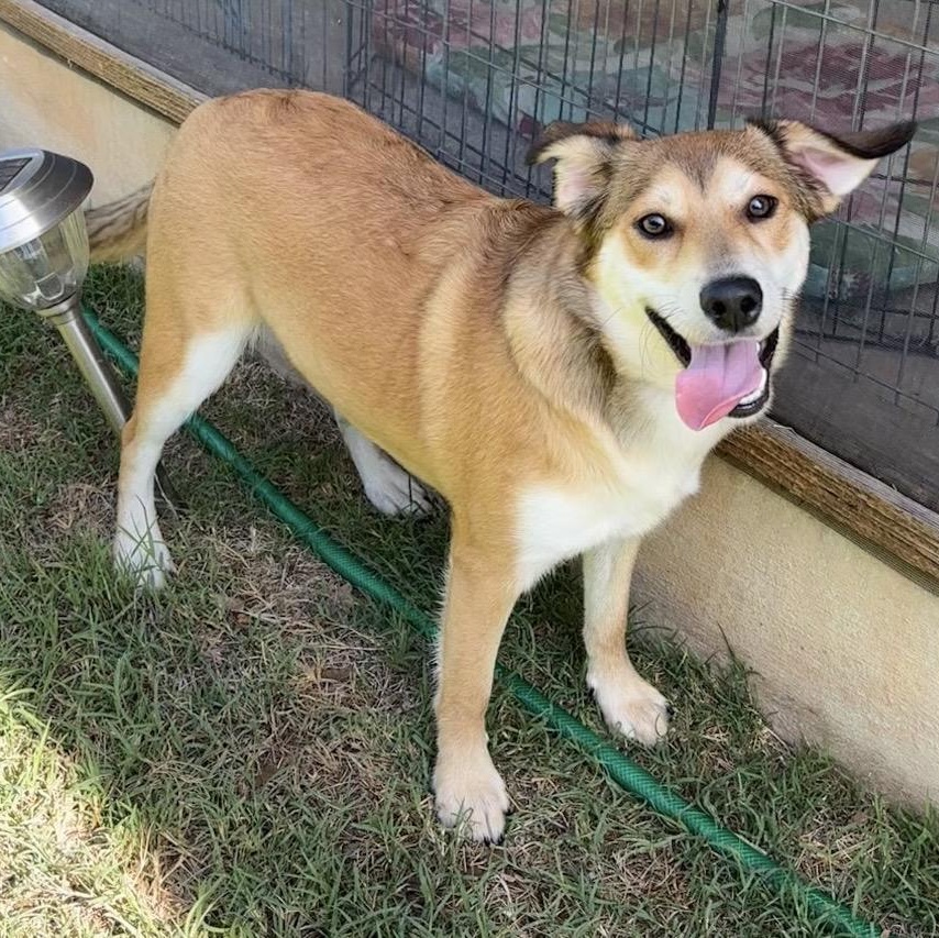 Enlarge Maple, a ADOPTABLE Mixed Breed in Pelham, NH image 2/6