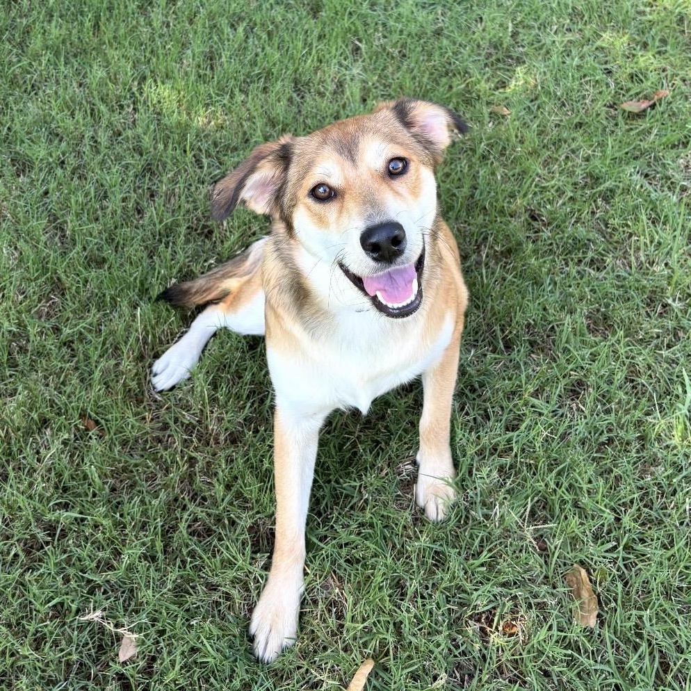 Enlarge Maple, a ADOPTABLE Mixed Breed in Pelham, NH image 1/6