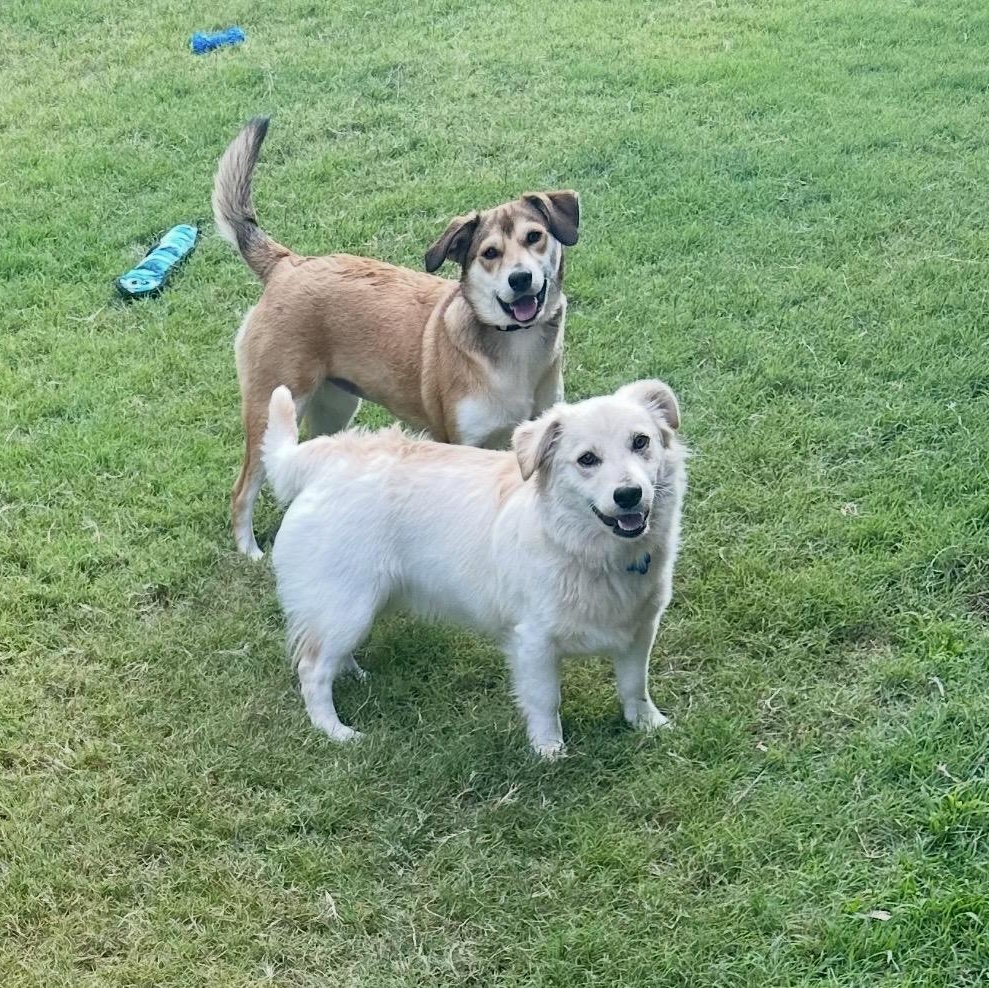 Enlarge Maple, a ADOPTABLE Mixed Breed in Pelham, NH image 3/6