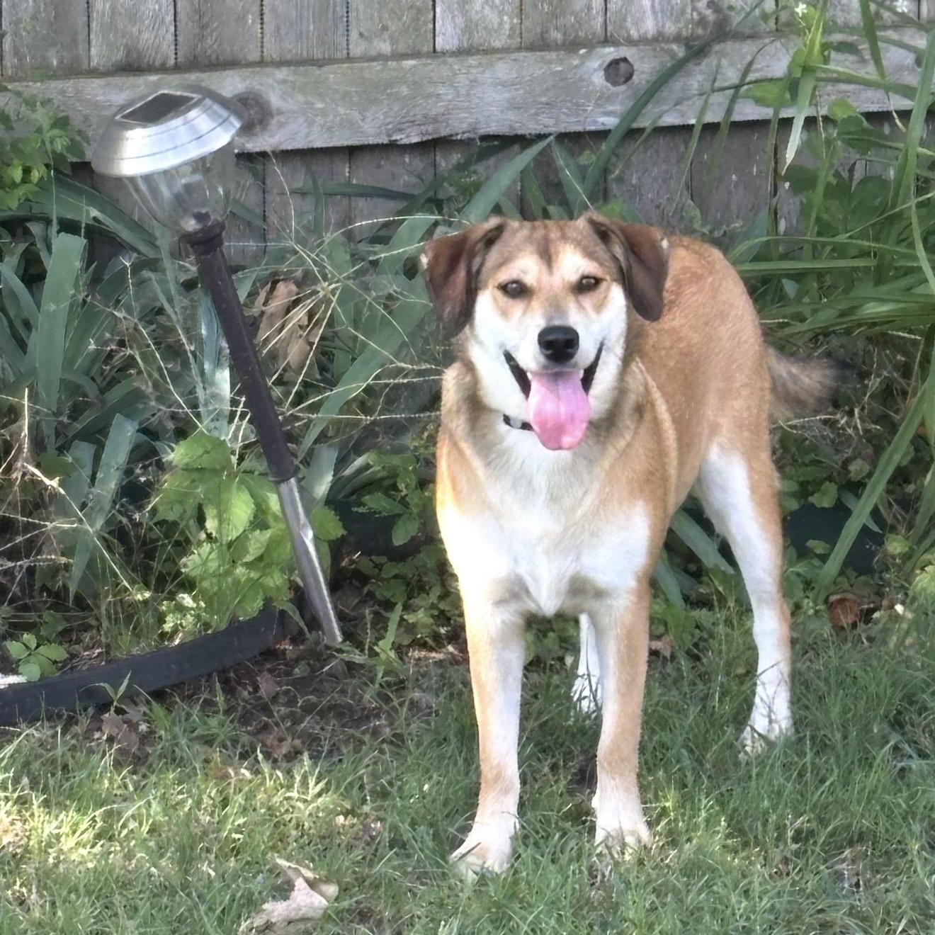 Enlarge Maple, a ADOPTABLE Mixed Breed in Pelham, NH image 4/6