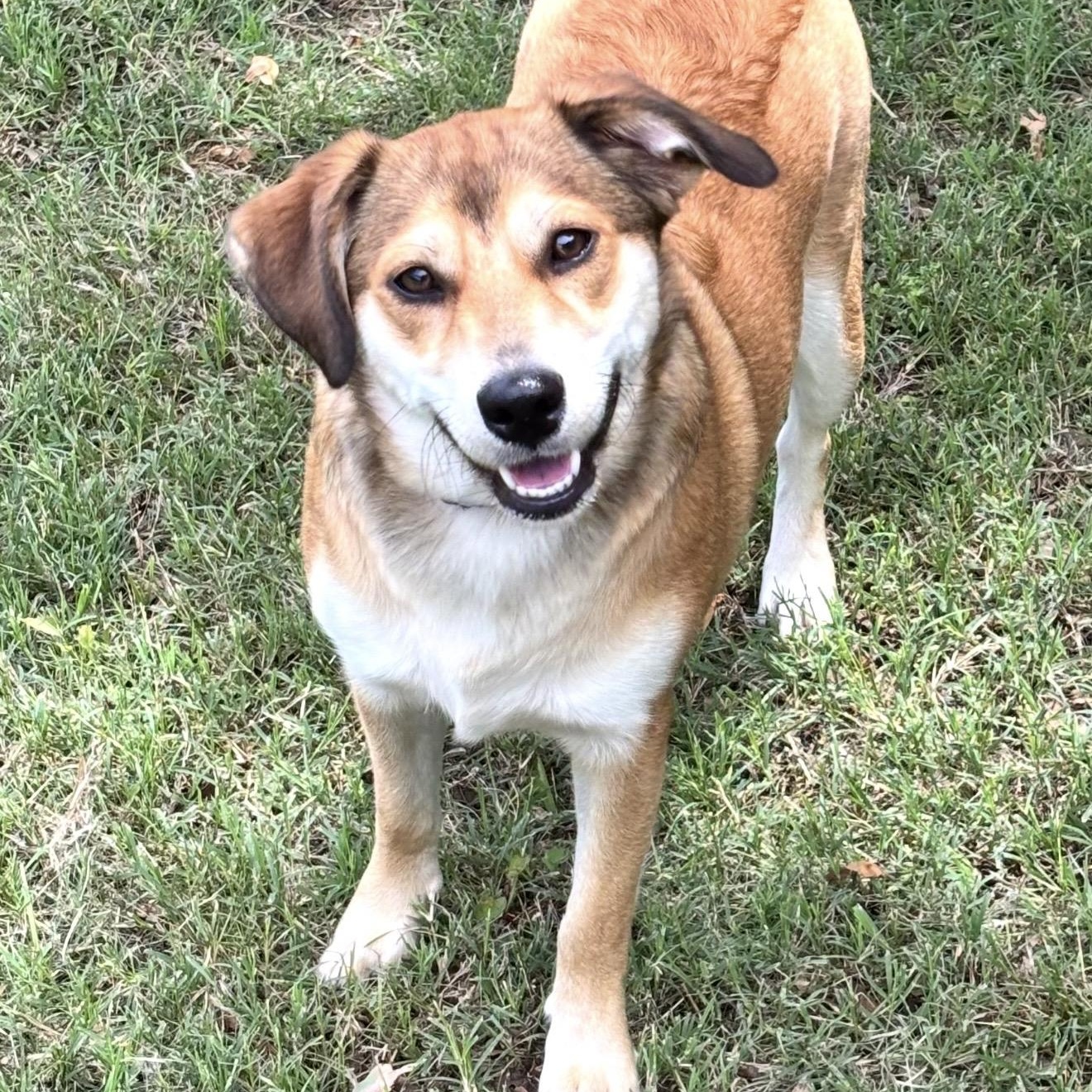 Enlarge Maple, a ADOPTABLE Mixed Breed in Pelham, NH image 5/6