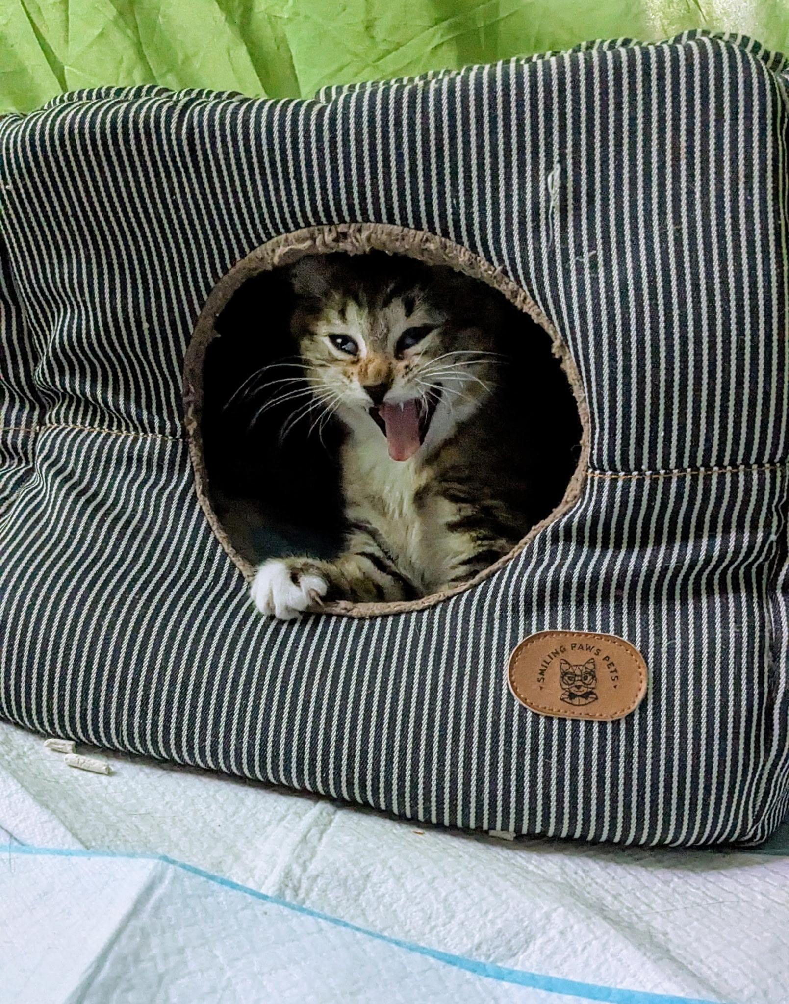 Enlarge Trinity, an adopted Tabby in Springfield, OR image 5/5