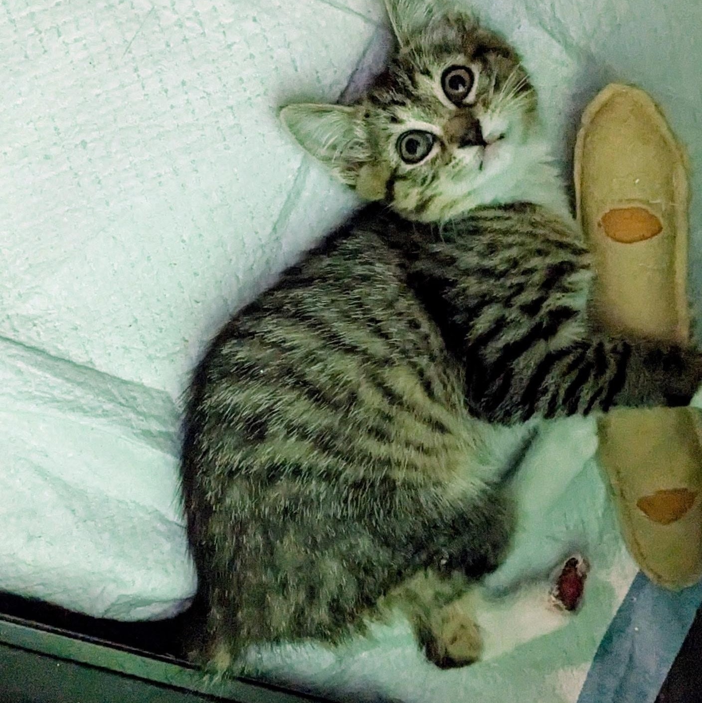 Enlarge Trinity, an adopted Tabby in Springfield, OR image 2/5