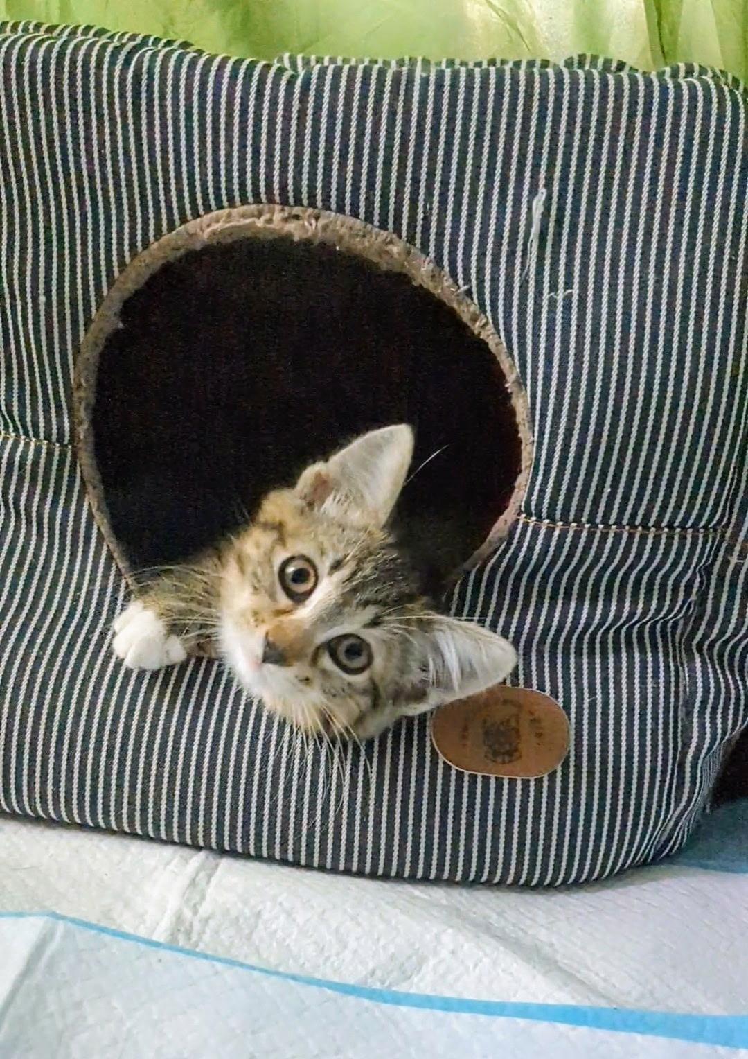 Trinity, Adoptable, Kitten Female Tabby.