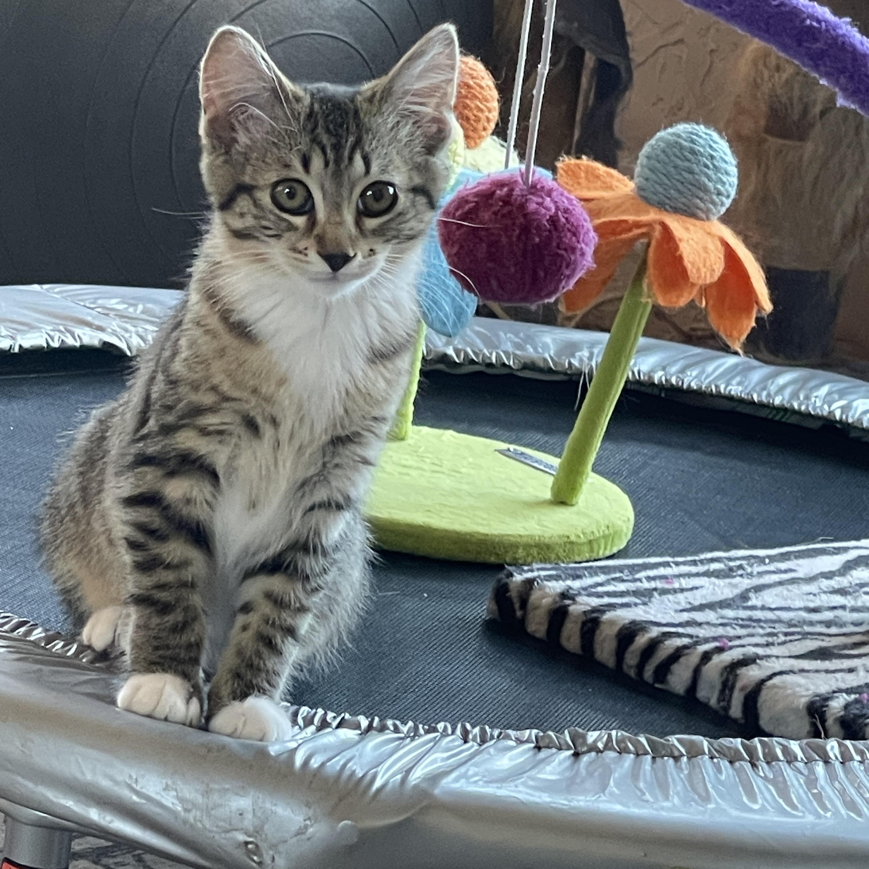 Enlarge Trinity, an adopted Tabby in Springfield, OR image 3/5