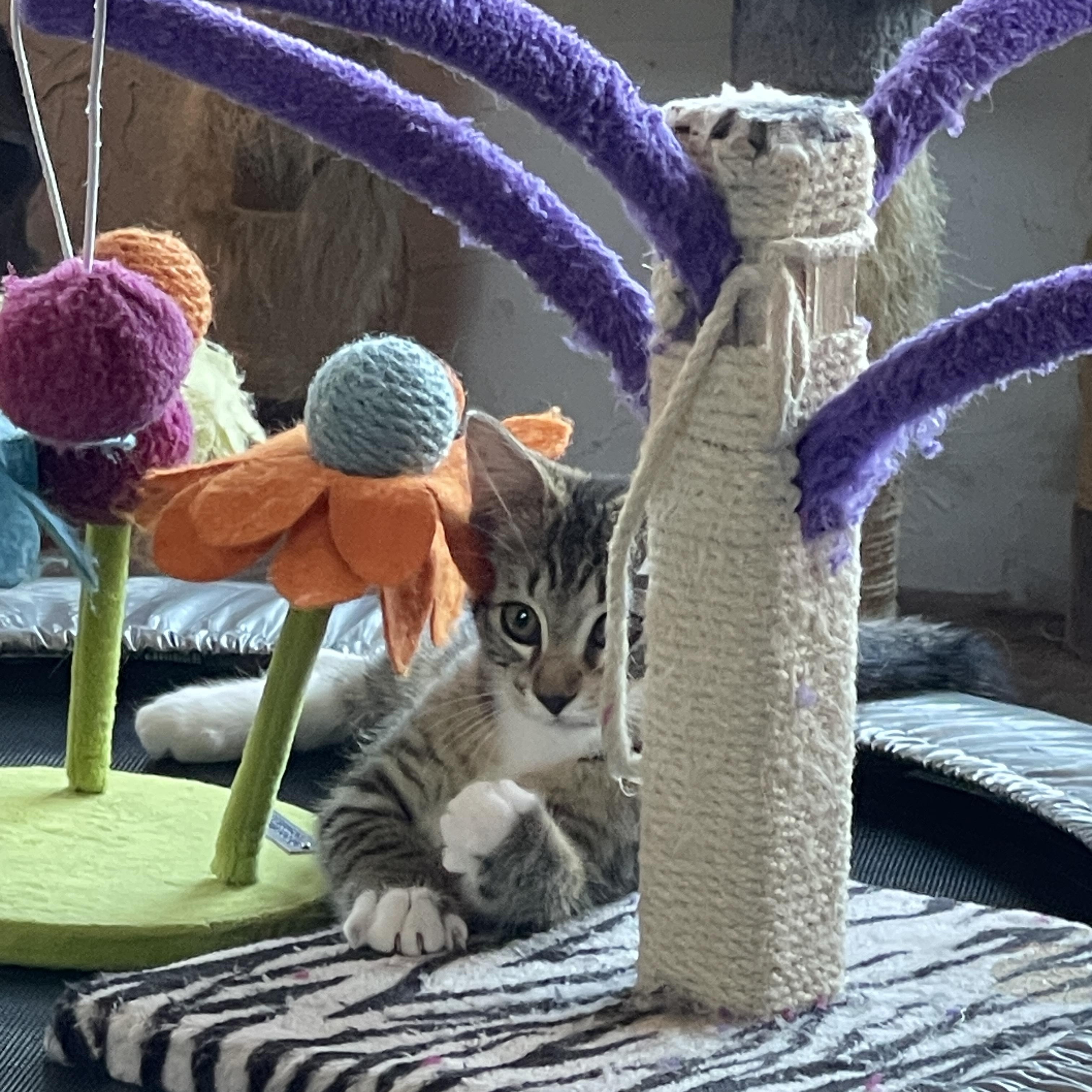 Enlarge Trinity, an adopted Tabby in Springfield, OR image 4/5