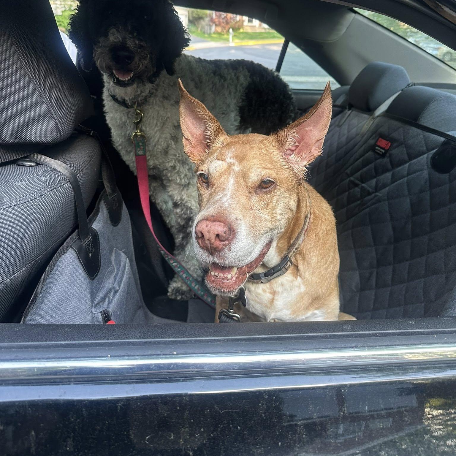 Enlarge Danny Boy, an adoptable mixed breed in Rockville, MD image 6/6