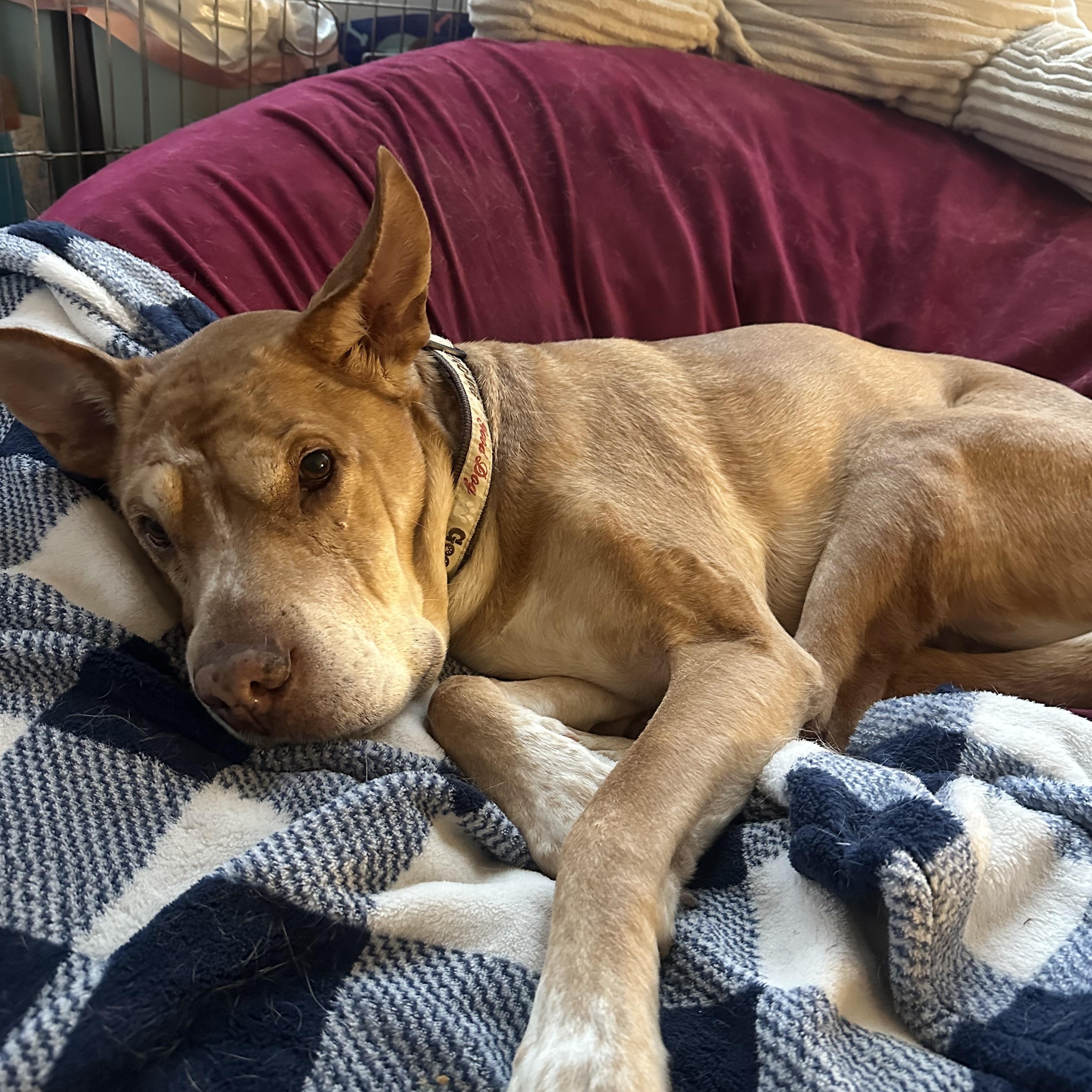 Enlarge Danny Boy, an adoptable mixed breed in Rockville, MD image 6/6