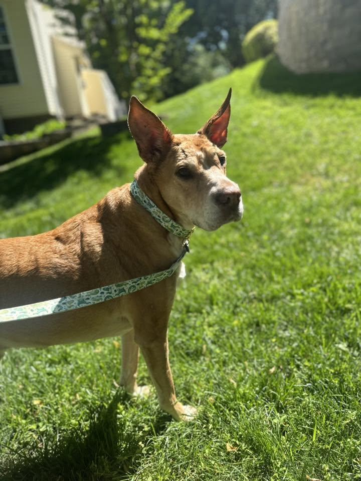Enlarge Danny Boy, a Adoptable mixed breed in Rockville, MD image 2/6