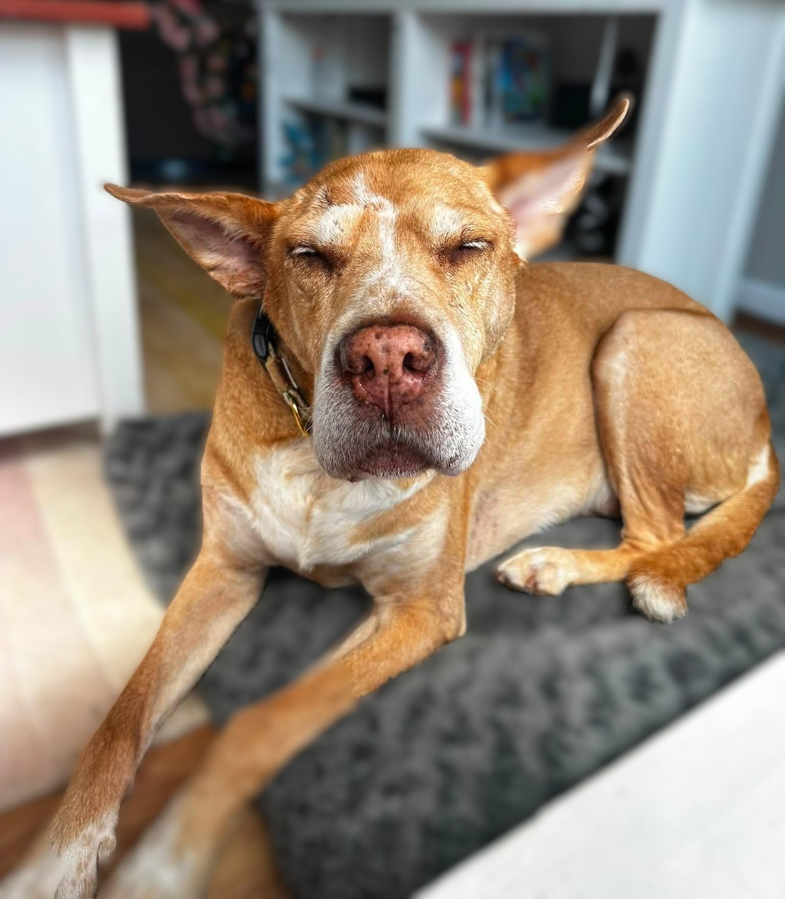 Enlarge Danny Boy, a Adoptable mixed breed in Rockville, MD image 4/6