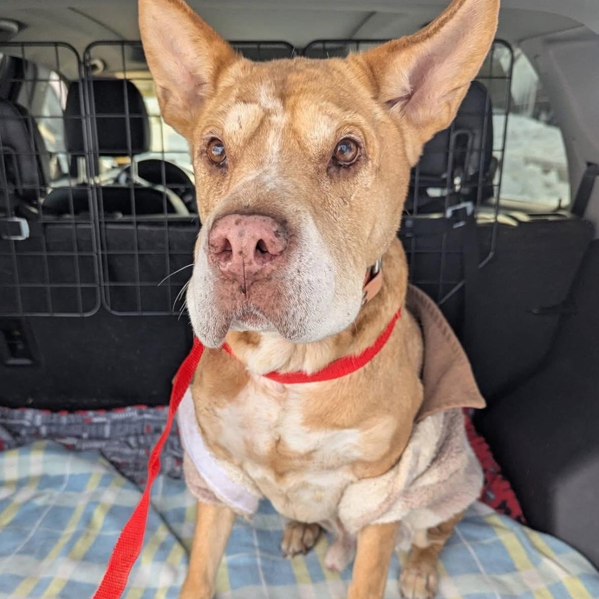 Enlarge Danny Boy, an adoptable mixed breed in Rockville, MD image 5/6