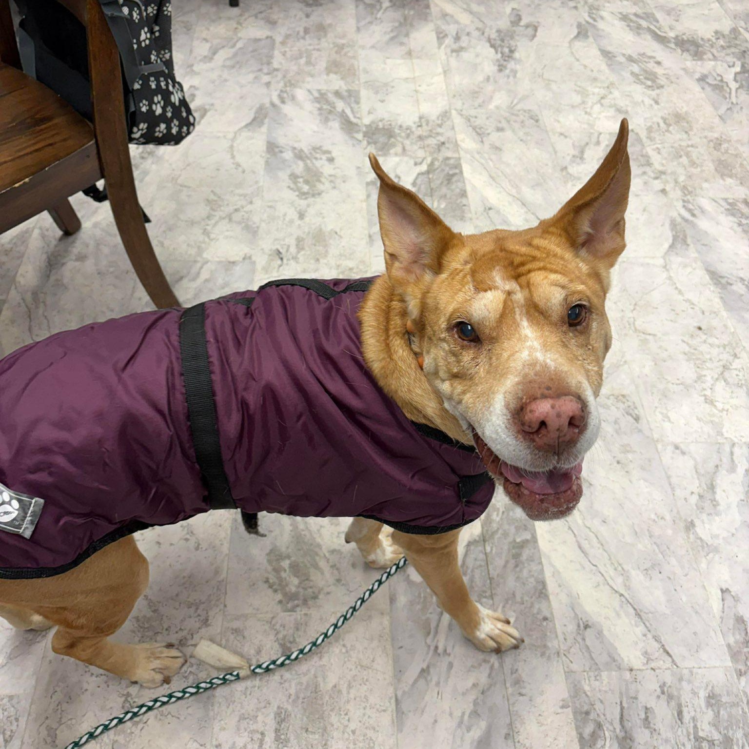 Enlarge Danny Boy, an adoptable mixed breed in Rockville, MD image 2/6