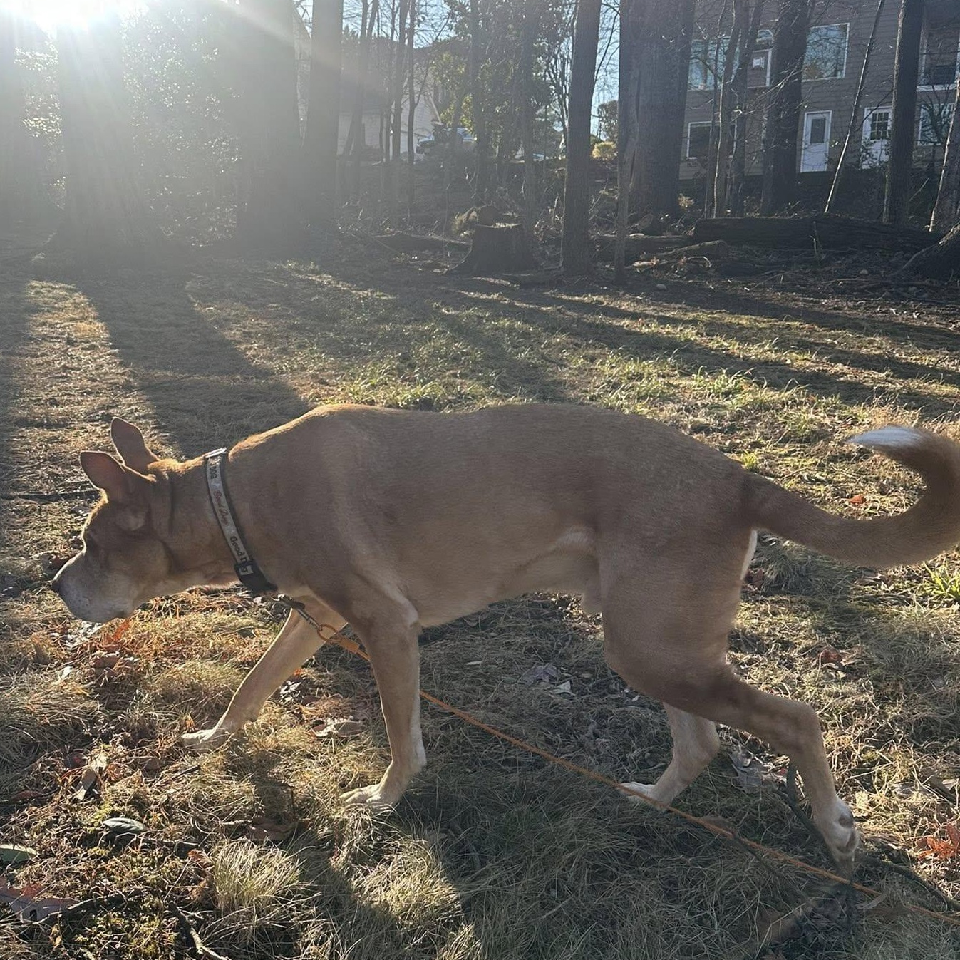 Enlarge Danny Boy, an adoptable mixed breed in Rockville, MD image 4/6
