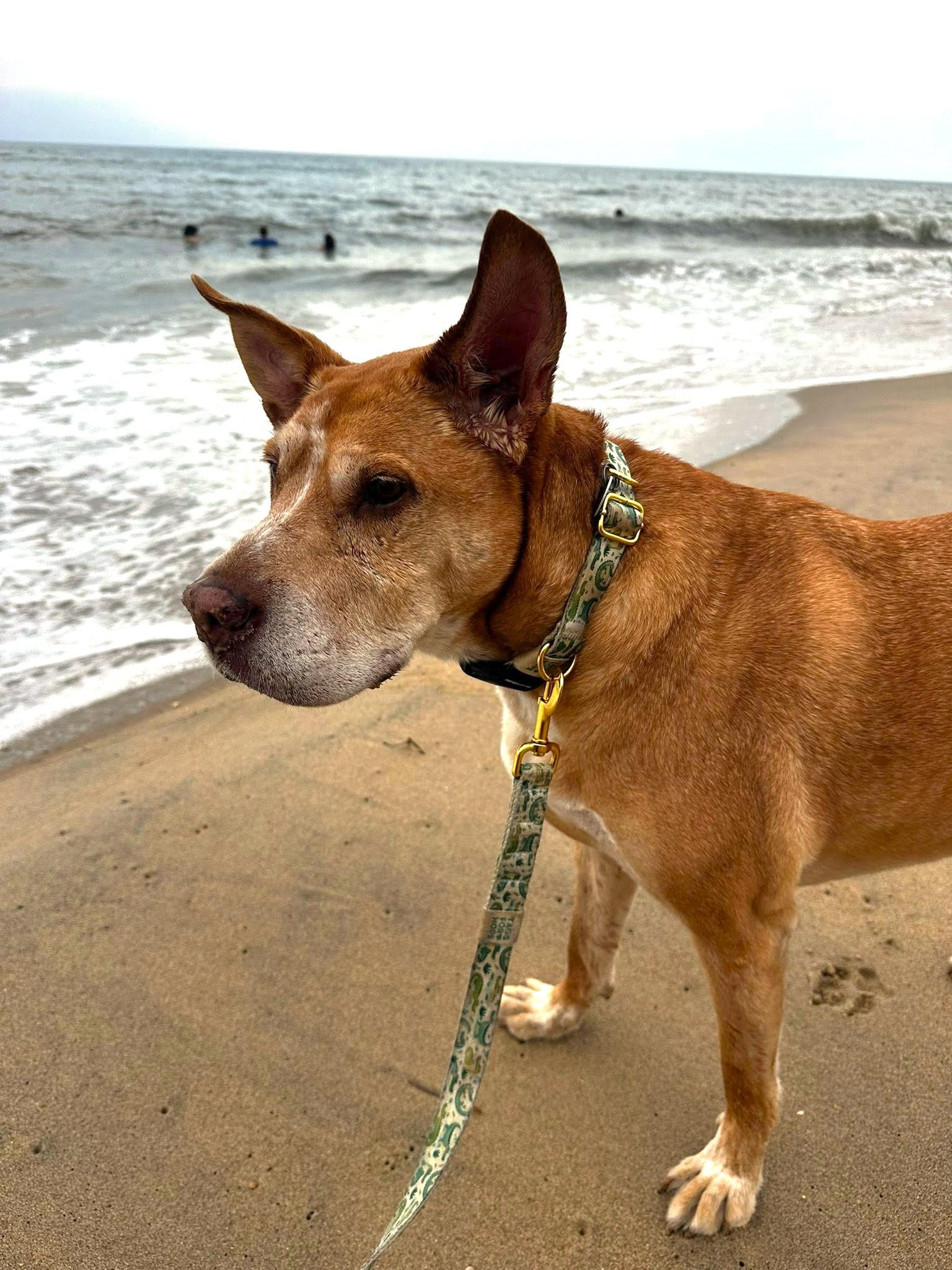 Danny Boy, Adoptable, Senior Male Shar-Pei & Labrador Retriever.