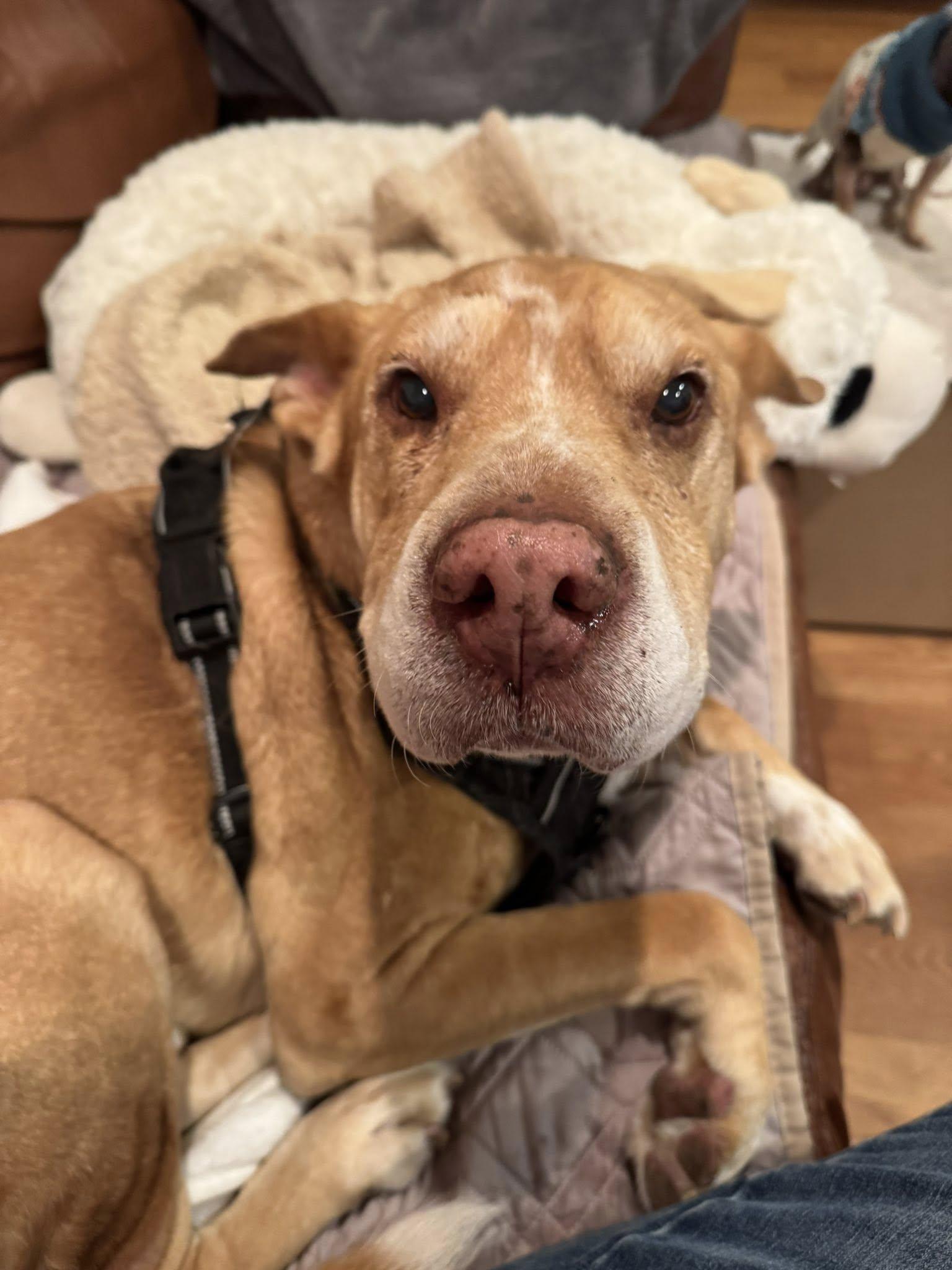 Enlarge Danny Boy, an adoptable mixed breed in Rockville, MD image 3/6