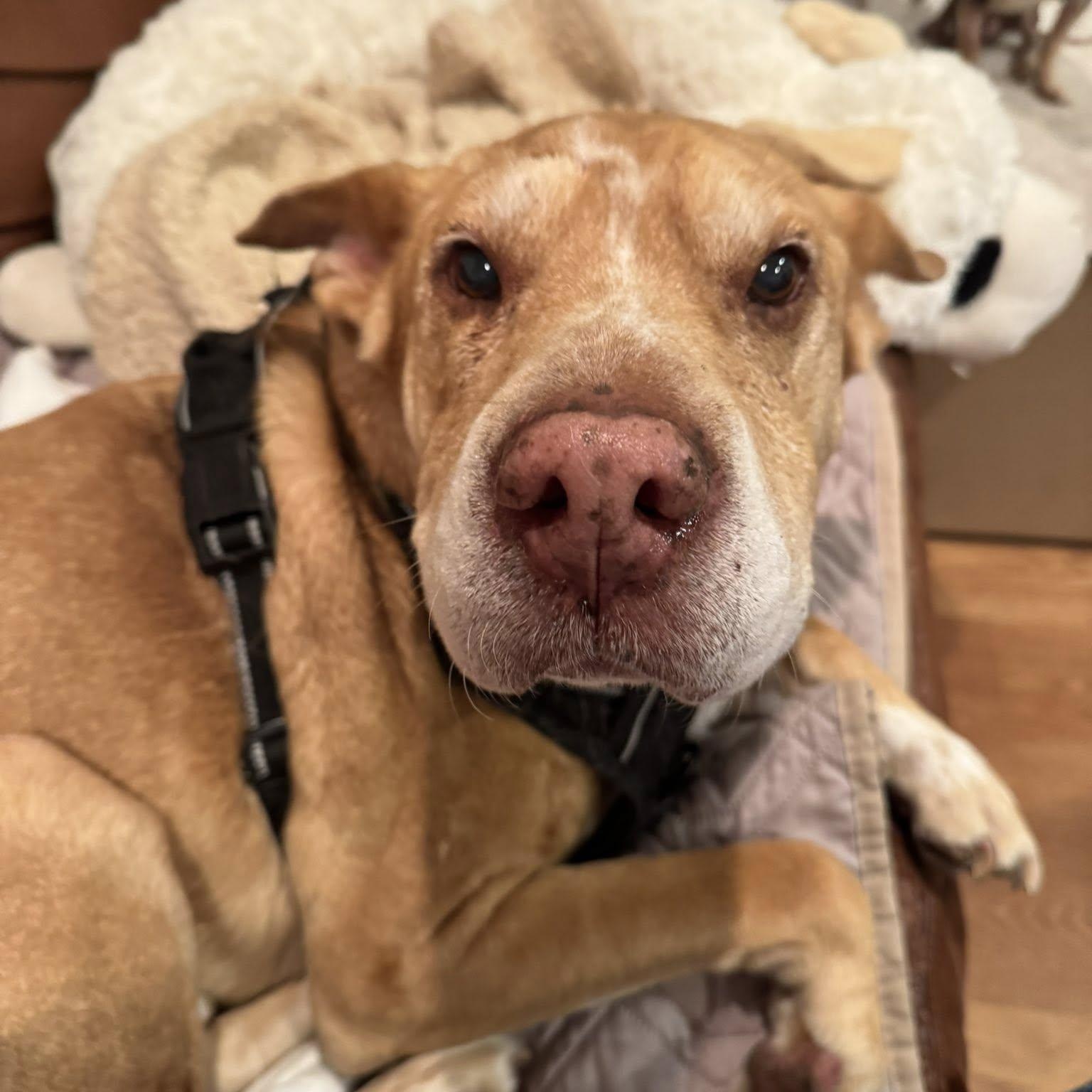 Enlarge Danny Boy, an adoptable mixed breed in Rockville, MD image 4/6