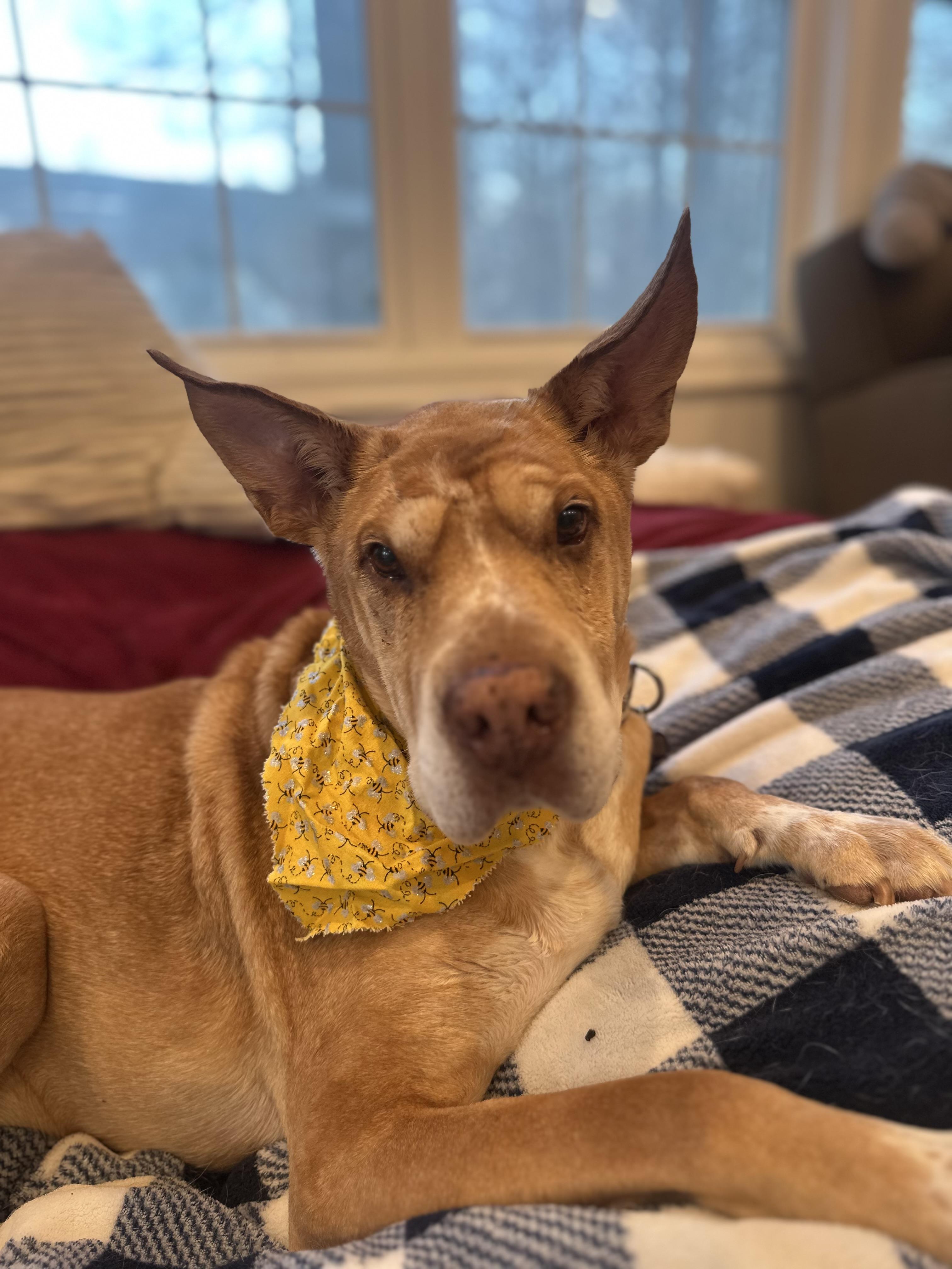 Enlarge Danny Boy, an adoptable mixed breed in Rockville, MD image 1/6