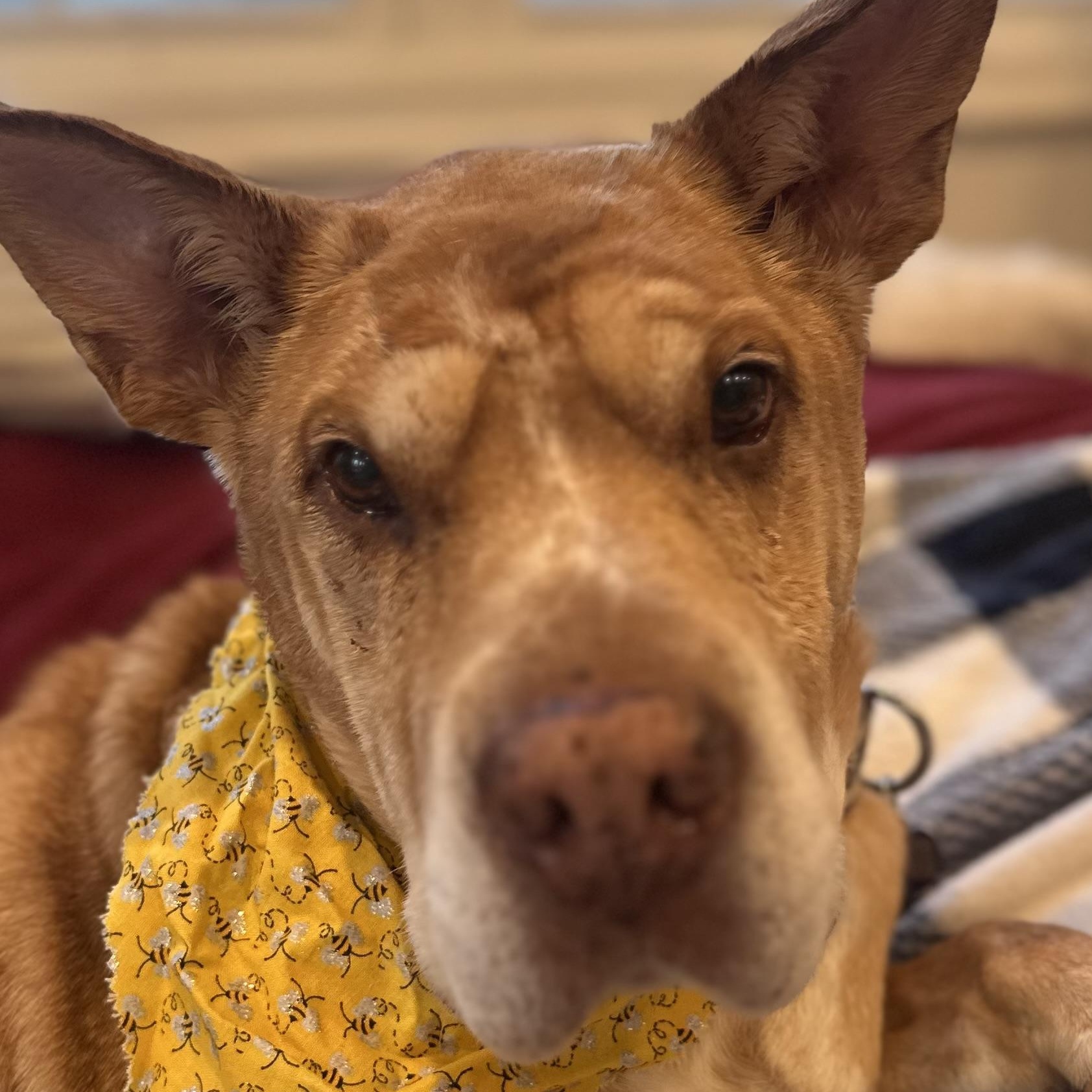 Enlarge Danny Boy, an adoptable mixed breed in Rockville, MD image 2/6