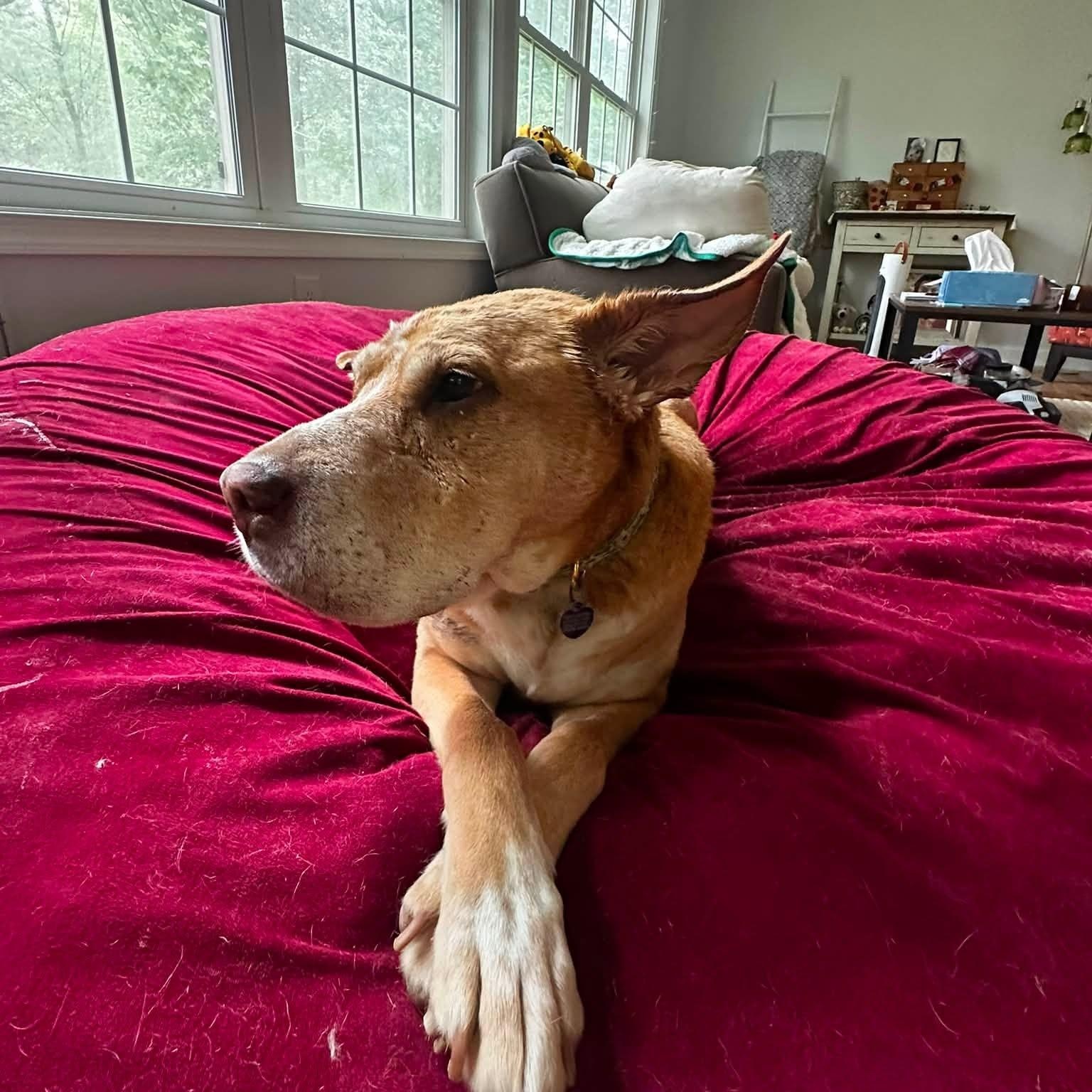 Danny Boy, an adoptable mixed breed in Rockville, MD image 6/6