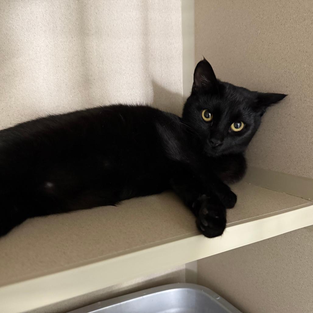 Enlarge Peggy, a Adoptable Domestic Short Hair in Pagosa Springs, CO image 1/1