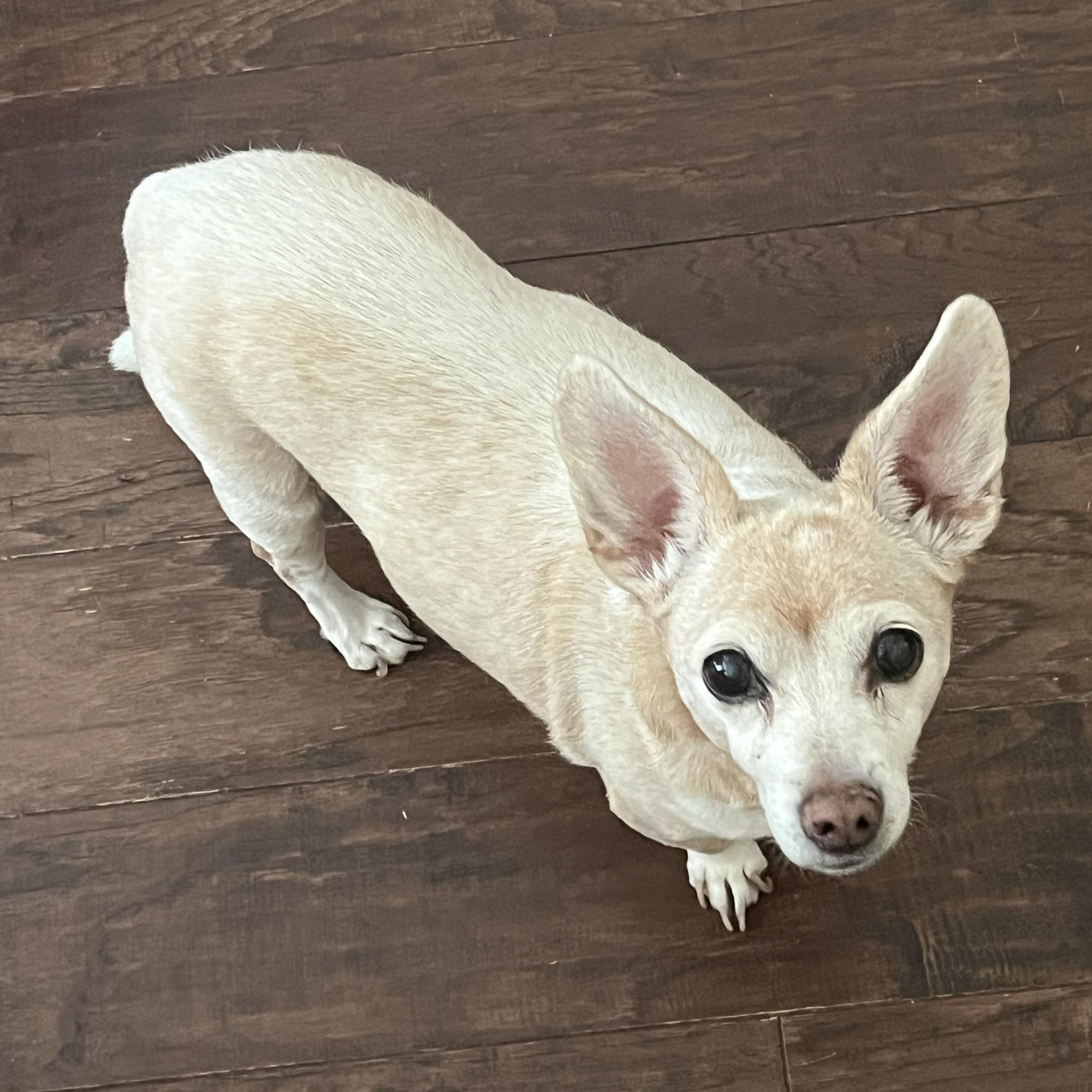 Enlarge Peanut, a Adoptable Chiweenie in Salt Lake City, UT image 3/5
