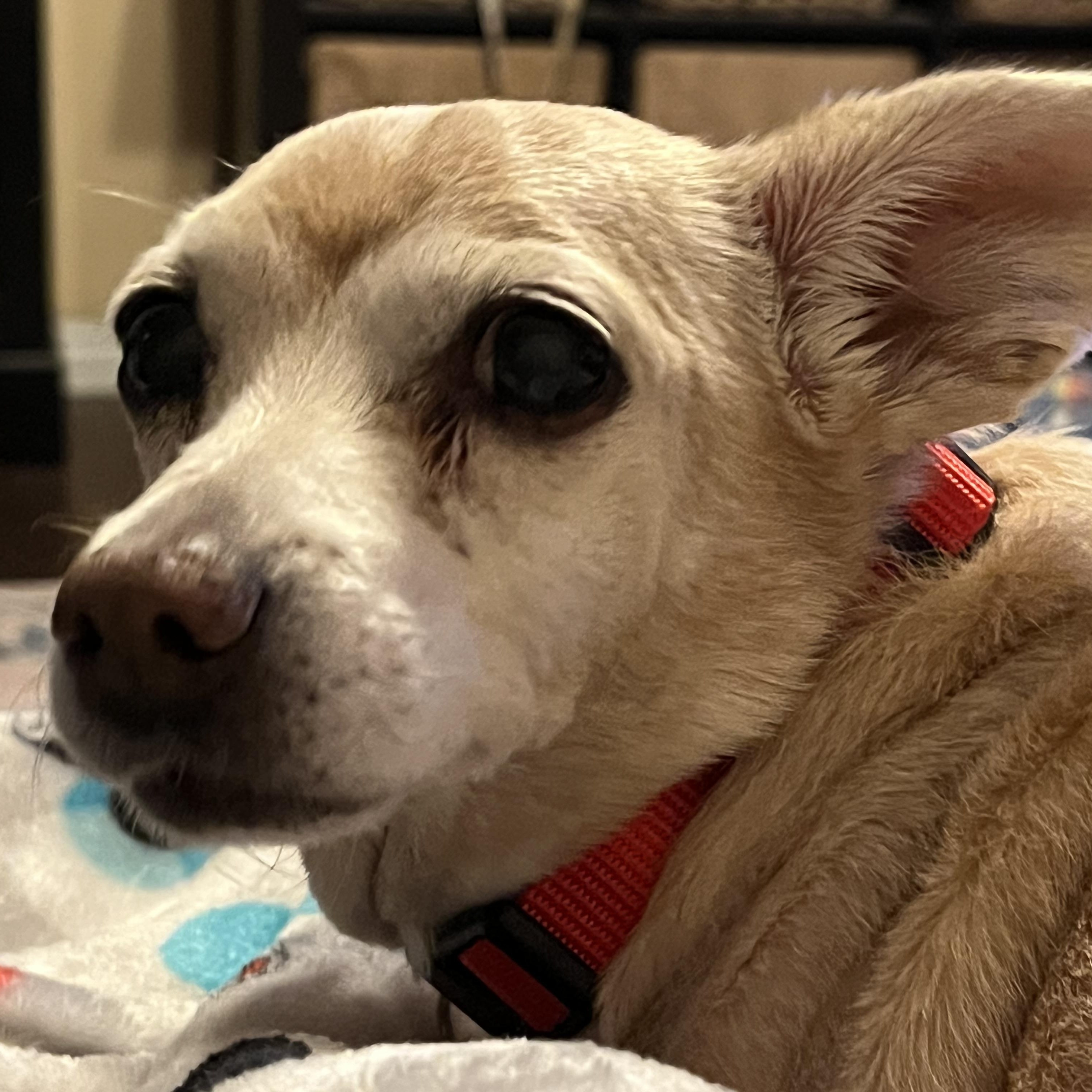 Enlarge Peanut, a Adoptable Chiweenie in Salt Lake City, UT image 5/5