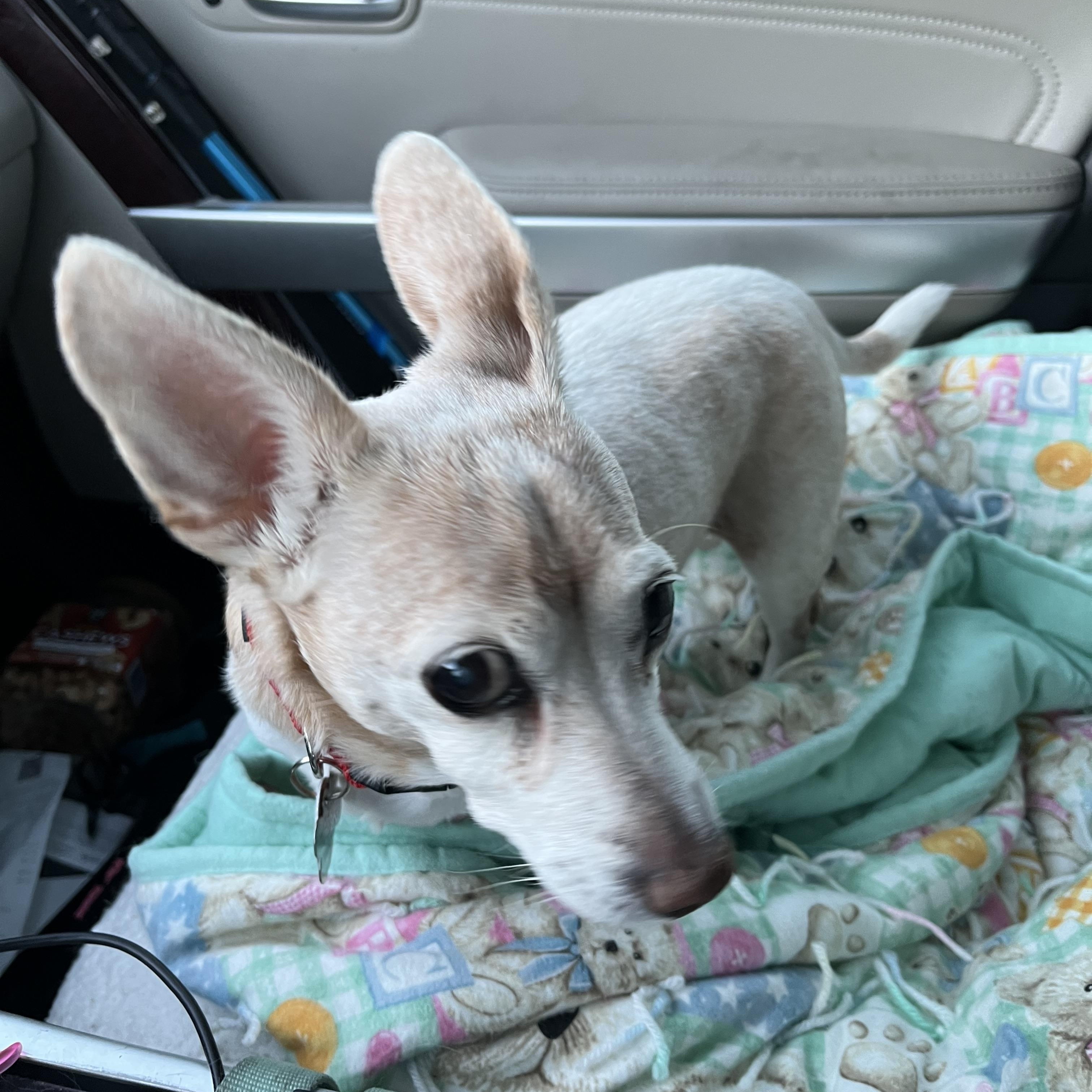 Enlarge Peanut, a Adoptable Chiweenie in Salt Lake City, UT image 2/5