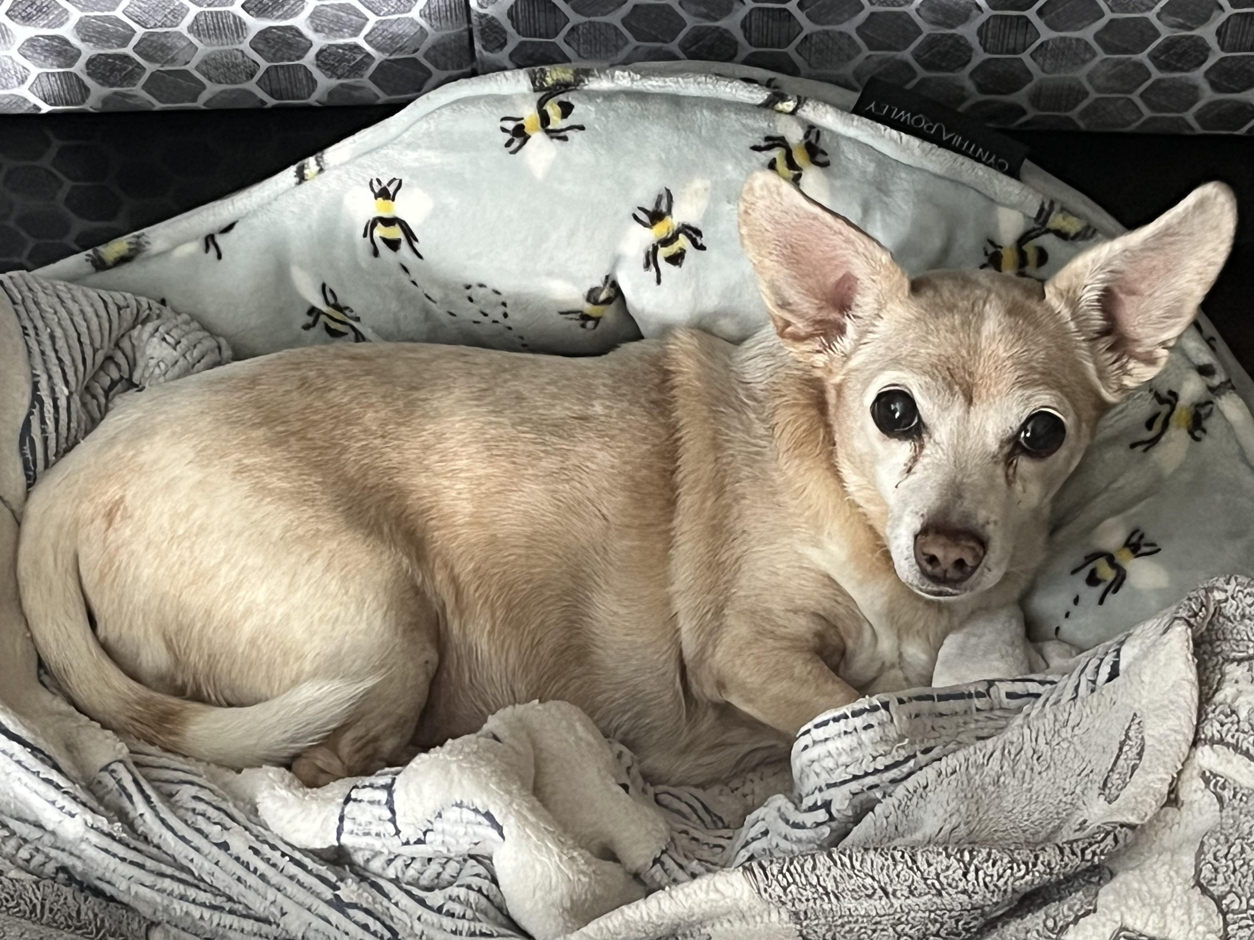 Peanut, Adoptable, Senior Female Chiweenie.